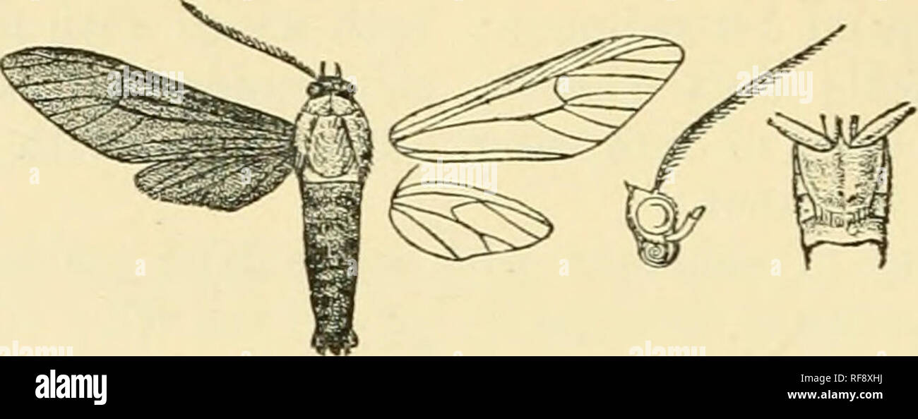 . Catalogue of Lepidoptera Phalaenae in the British Museum. Moths. 282 SrNXOMID^. thorax fulvous orange above, the patagia black at tips. Fore wing with two minute white points at base.. Fig. 129.—Scena potentia, J. , Hah. Mexico, Jalapa (Trujillo), 1 c? ; Costa. Eioa. (Underwood), 1 cS, Godman-Salvin Coll. Exp. 36 millim. Shot. II. Hind wing with veins 2 and 4 from cell. 624. Scena styx. Euchromia styx, Wlk. i. 264 (1854), nee Fabr.; Kirby, Oat. Het. p. 119. Scena propyka, Drace, A. M. N. H. (6) xiii. p. 170 (1894); Biol. Oentr. Am., Het. ii. p. 334, pi, 70. f. 26. Head and thorax clothed wi Stock Photo