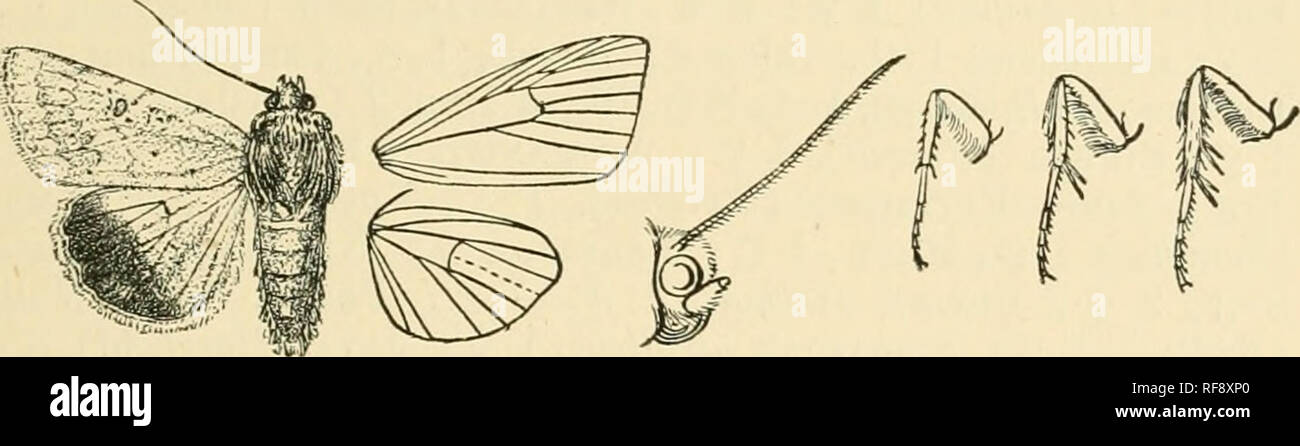 . Catalogue of Lepidoptera Phalaenae in the British Museum. Moths. CHLOEIDEA. 45 56. Chloridea armigera. Xochia anniycra, Hiibn. Samml. Eur. Scliuielt.. Noct. f. 370 (1S27); Diip. Lep. Fr. vii. p. 119, if. (i, 7: Dnice, Biol. Centi-.-Am., Het. i. p. 299; Hmpsn. Moths Ind. ii. p. 174; Staud. Cat. Lep. pal. p. 222; Smith, Cat. Noct. N. Am. p. 270. HeliotkisjnUverosa, Wlk. xi. 688 (1857). Heliothis conferta, Wlk. xi. 090 (1857). Tha/pojjhila ruhrescenff, Wlk. xv. 1681 (1858). Hdinthis uniforaiis, Wllgrn. Wien. ent. i[on. iv. p. 171 (I860). Heliothis punctigera, Wllgrn. Wien. ent. Men. iv. p. 171 Stock Photo