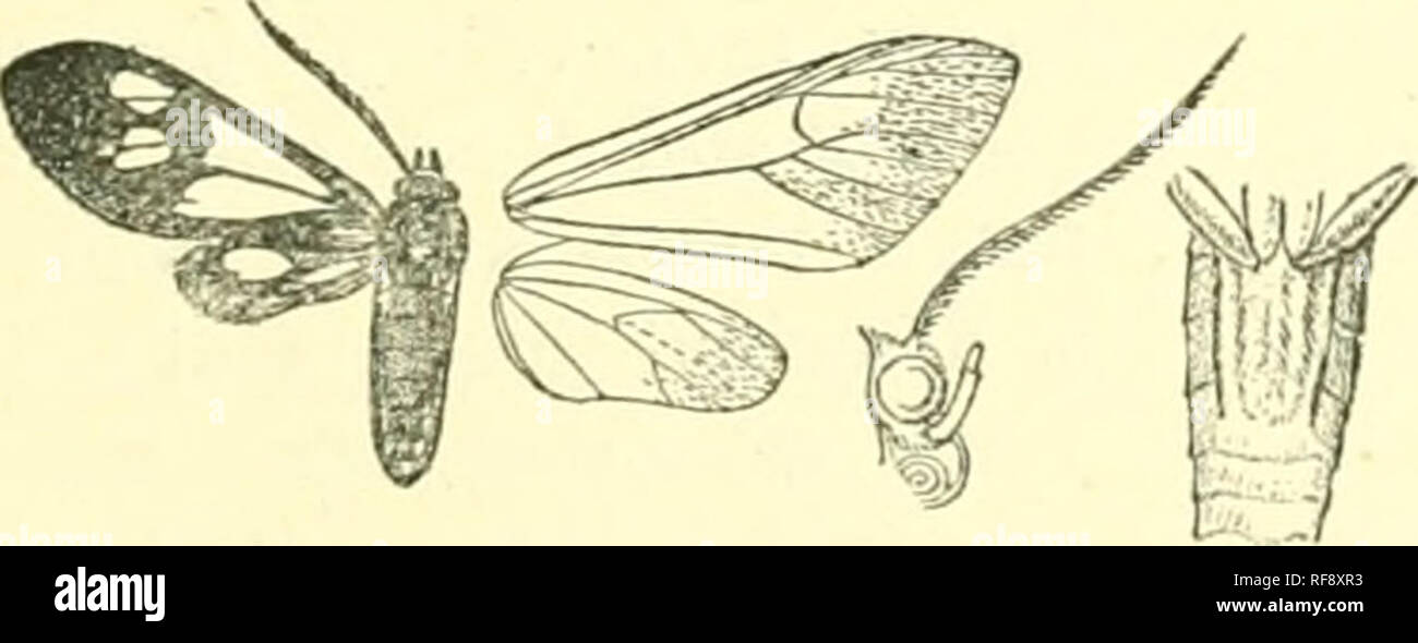 . Catalogue of Lepidoptera Phalaenae in the British Museum. Moths. COSMOSOMA. 241 $ with thick ridges of orange-fulvous hair on extremity of abdomen below. Hah. Mexico, Tabasco {II. H. Smith) ; Guatemala, Las Mercedes (Champion), type ; Paxama, Chiriqui, Eugaba {Champion), Godman- Salvin Coll. Exp. 26-34 millim. 51G, Cosmosoma durca. (Plate IX. fig. 23.) Cosmosoma durca, Schaus, Journ. New York Ent. Soc. iv. p. 132 (1896). ? Leemockaris nu/7-ipcs, Heyl. C^. Ent. Soc. Beige, xxxiv. p. xiv (1890); Kirbj, Cat. Het. p. 140. Black ; frons, vertex of head, tegulce, patagia, thorax above and at sides Stock Photo