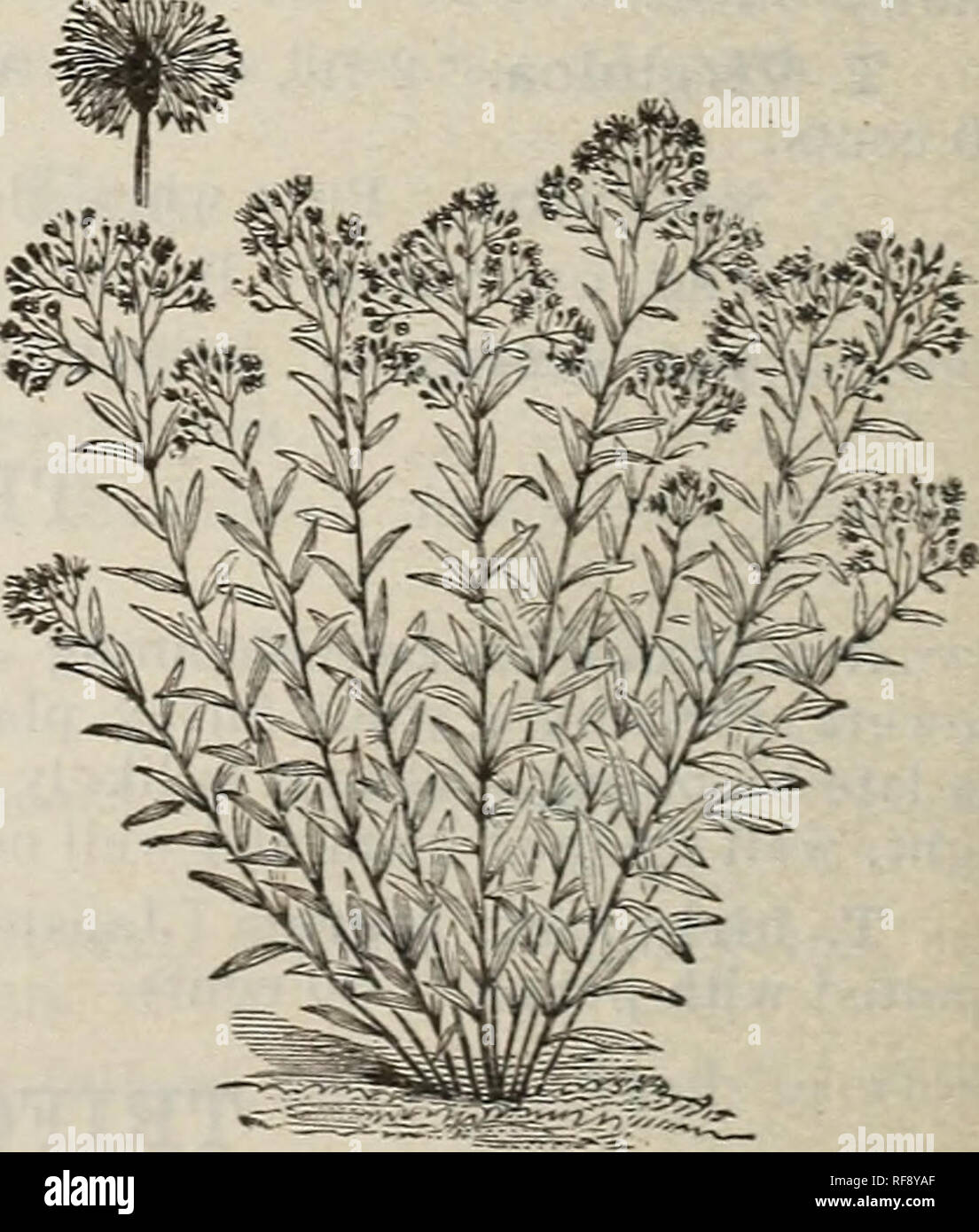 . Catalogue of hardy ornamental trees, shrubs, and vines, hardy flowers and large and small fruits. Nurseries (Horticulture) Massachusetts Catalogs; Plants, Ornamental Catalogs; Trees Seedlings Catalogs; Ornamental shrubs Catalogs; Flowers Catalogs; Fruit trees Seedlings Catalogs; Fruit Catalogs. U. latifolia. ft. Amer. .'o cents. UVULARIA — Bell-Flo wer. Uvularia grandiflora. white or yellow, tubular, bell-shaped flowers under the foliage (Melanthacew.) A desirable early spring flowering plant, easily cultivated in common soil; thrives well in deepest shade. U. grandiflora. 18 in., 4-5. Amer. Stock Photo