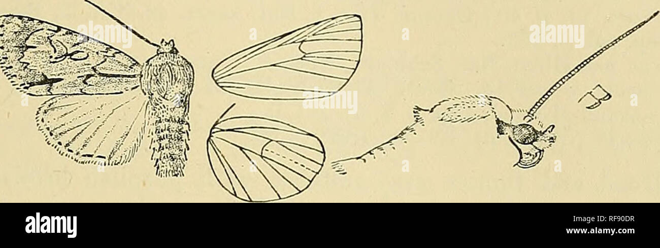 . Catalogue of the Lepidoptera Phalænæ in the British museum. Moths. ACROJsn'CTA. 107 antemedial line giving off slight spurs on upper side near base and on underside at middle and forking- above and below on antemedial line, which is double, oblique, waved, bent inwards to inner margin, indistinct excei)t at costa; orbicular and reniform defined by black, the former oblique elliptical, rather acute at lower exti-emity and with curved black streak from it extending into reniform, which is produced at upper and lower extremities and constricted at middle ; an oblique medial blackish striga from Stock Photo
