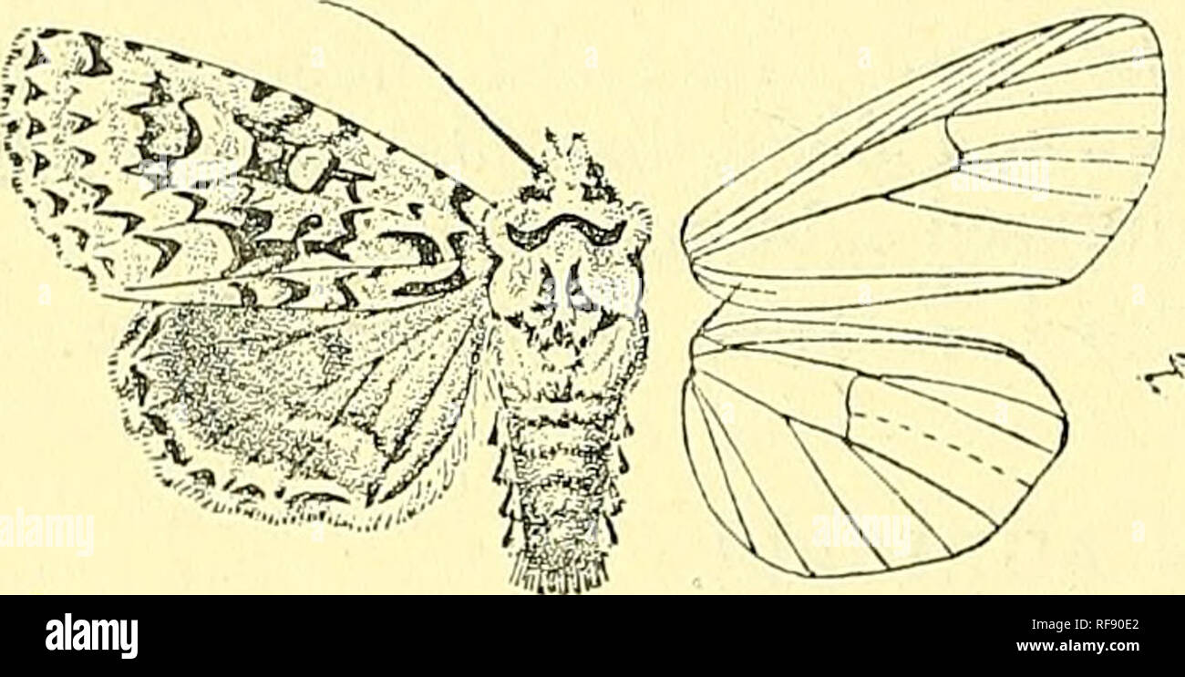 . Catalogue of the Lepidoptera Phalaenae in the British Museum. Moths; Lepidoptera. 318 jSrOCXUIDiR. 2485. Agriopis aprilina. Noeiua aprilina, Linn. Syst. Nat. x. p. 514 (1758); Esp. Schmett. iv. pi. lis. ff. 1-3 ; Steph. 111. Brit. Ent., Haust. iii. p. 25 ; Staud. Cat. Lep. pal. p. 182. Noctua, runica, Schiff. Wien. Verz. p. 70 (1776); Hiibn. Eur. Schmett., Noct. f. 71 ; Dup. Lep. Fr. vi. p. 365, pi. 95. f. 5. Head and thorax whitish suffused with pale blue-green or olive- green ; sides of 1st and 2nd joints of palpi and frons black ; antennae black annulate with white; tegulae with black spo Stock Photo