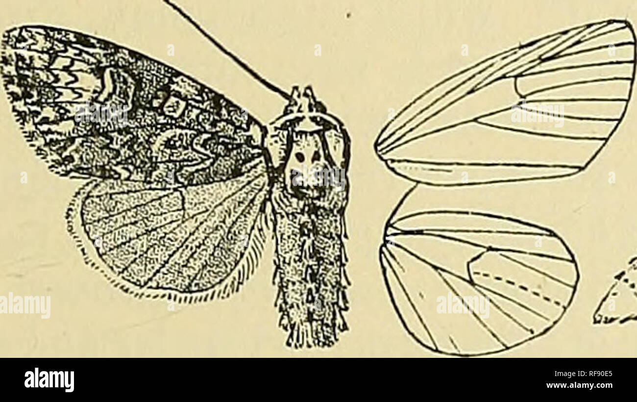 . Catalogue of the Lepidoptera Phalænæ in the British museum. Moths. CRANIOPHORA. 0/ 3633. Craniophora ligustri. Noctua ligustri, SoliifF. Wien. Verz. p. 70 (1776) ; Fabr. Mant. Ins. ii. p. 172 (1787); Esp. Scbmett. iv. pi. 119. ff. 1-4; Hiibn. Eur. Schmett., Noct. f, 21 ; Diip. Lep. Fr. vi. p. 2.%, pi. 89. f. 1 ; Frr. Beitr. pi. 142; Steph. 111. Brit. Eut., Haust. iii. p. 38; Staud. Cat. Lep. pal. p. 134. JSoctualitterata, Panz.Syst.Nom. SchaiF. Ins. p. 115, pi. 105. ff. 3, 4 (1804). Noctua coronula. Haw. Lep. Brit. p. 179 (1809). Acronycta sundcDalli, Lampa, Ent. Tidskr. 1885, p. 50. Acronyc Stock Photo
