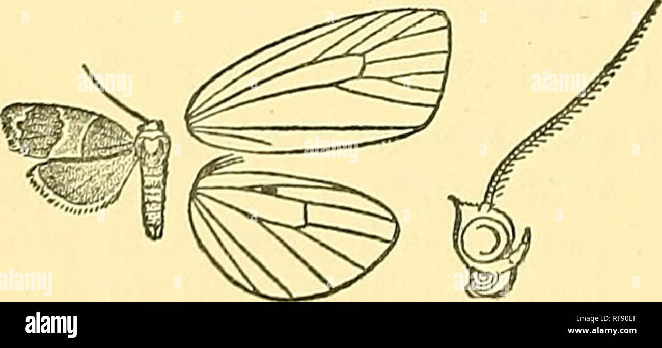 . Catalogue of the Lepidoptera Phalaenae in the British Museum. Moths; Lepidoptera. vein 6 bent outwards to near termen. Hind wing fuscous, the cilia white. Hah. BoENEO, Sarawak {Wallace), 1 c?, 1 $ type. Exp. 20 millim. Sect. II. Fore wing of male with the cell of moderate length ; a patch of short hair in end of ce]l; veins 1 and 2 not bent; 'A, 4 stalked ; 7, 8 stalked. Hind wing without patches of androconia; the cell of moderate length, and veins 3, 4 stalked. 549. Garudinia latana. Tospiiis latana, Wlk. xxviii. p. 427 (1863); Moore, Lep. Ceyl. ii. p. .59, pi. 103. f. 2 ; Hmpsn. Moths Ind Stock Photo