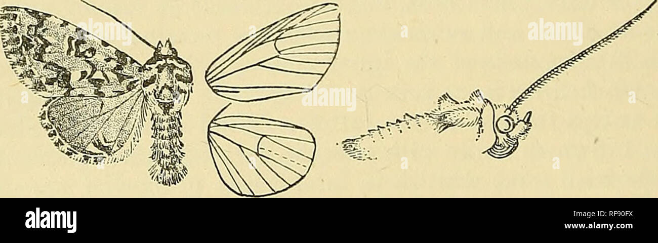 . Catalogue of the Lepidoptera Phalænæ in the British museum. Moths. 30 N0CTUIDJ5, 3603. Daseochseta alpium. Noctua liidifica, Sepp, lus. Ned. i. (4) p. 41, pi. 9. ff. 1-8 (1732), nee Limi. Noctua aprilina, Schiff. Wien. Verz. p. 70 (1770); Sepp, Ins. Ned. iv. (corrigenda); Hiibn. Eur. Schniett., Noct. f. 22 (nee Linn.). Noctua alpium, Osbeck, Gotheb. Samml. Handl. (Wet. Afd.) i. p. 52, pL 1. f. 2 (1778) ; Staud. Cat. Lep. pal. p. 130. Noctua orion, Esjj. Schmett. iv. pi. 118. ff. 4-7 (1787); Dnp. Lep. Fr. vi. p. 203, pi. 85. f. 5 ; Stepli. 111. Brit. Ent., Haust. iii. pi. 4B. f. 2 ; Curt. Bri Stock Photo