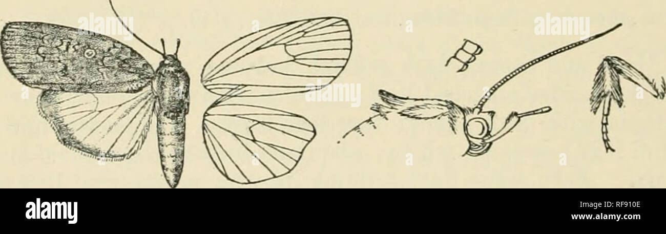 . Catalogue of Lepidoptera Phalaenae in the British Museum. Supplement. Moths. 308 noctuip.t;. Genus OCHTHOPHORA. Oclifhophva, Turner, P. Linn. Soc. N. S. W. xxvii. p. 89 (1902) Tv]3P. scricina. Proboscis fully (leroloped ; palpi obliquely upfiirned, the 2ncl joint reaching to just above vertex of head and slightly fringed with hair above towards extremity, the 3rd long, porrcct, and somewhat dilated at extremity; frons smooth with ridge of hair above ; eyes large, round ; antenna of male son^e- â nhat laminate and ciliated; thorax clothed almost entirely with scales, the prothorax without cre Stock Photo