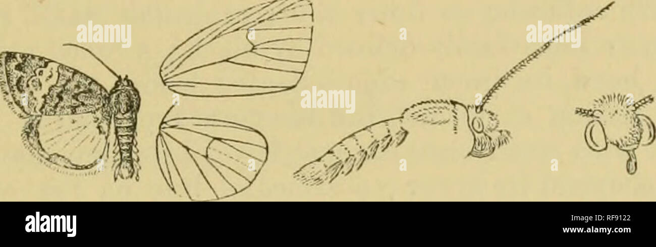 Catalogue Of The Lepidoptera Phalaenae In The British Museum Moths Annaphila 481 Fore Wing Orange The