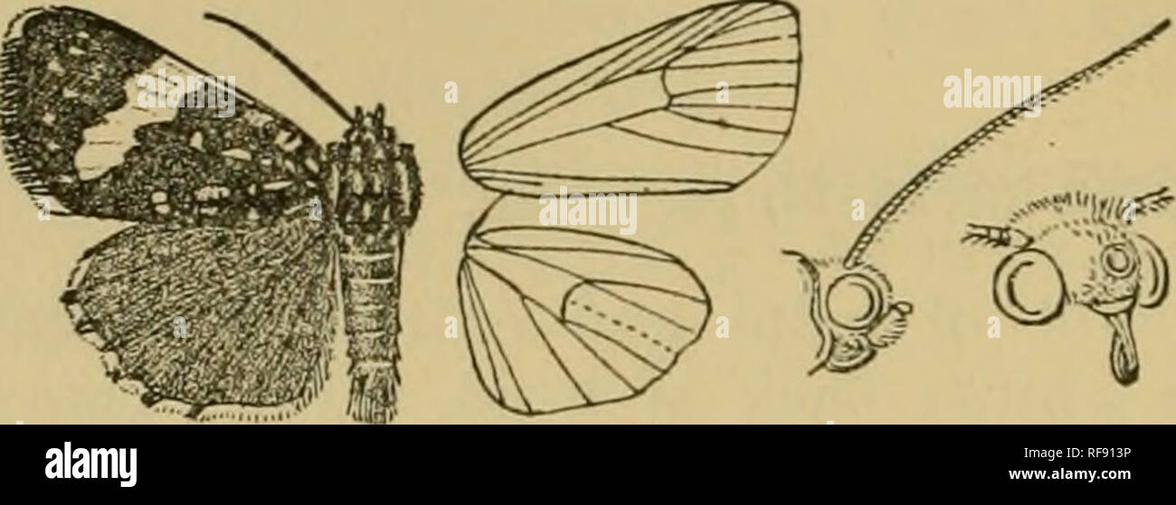 . Catalogue of the Lepidoptera Phalænæ in the British museum. Moths. 462 NocTuii)^. points witli a series of four points beyond it; an antemedial series of four points followed by a point in cell and one on each side of vein 1; an oblique postmedial band with sinuous edges from costa to submedian fold, the costal edge yellow from base to the postmedial band ; a subterrainal series of white points on the veins, the point on vein 5 displaced inwards ; cilia yellow at apex. Fig. 221.—Idalima affinis, J. . and tornus. Hind wing with the cilia pale yellow, chequered with black from apex to vein 2  Stock Photo