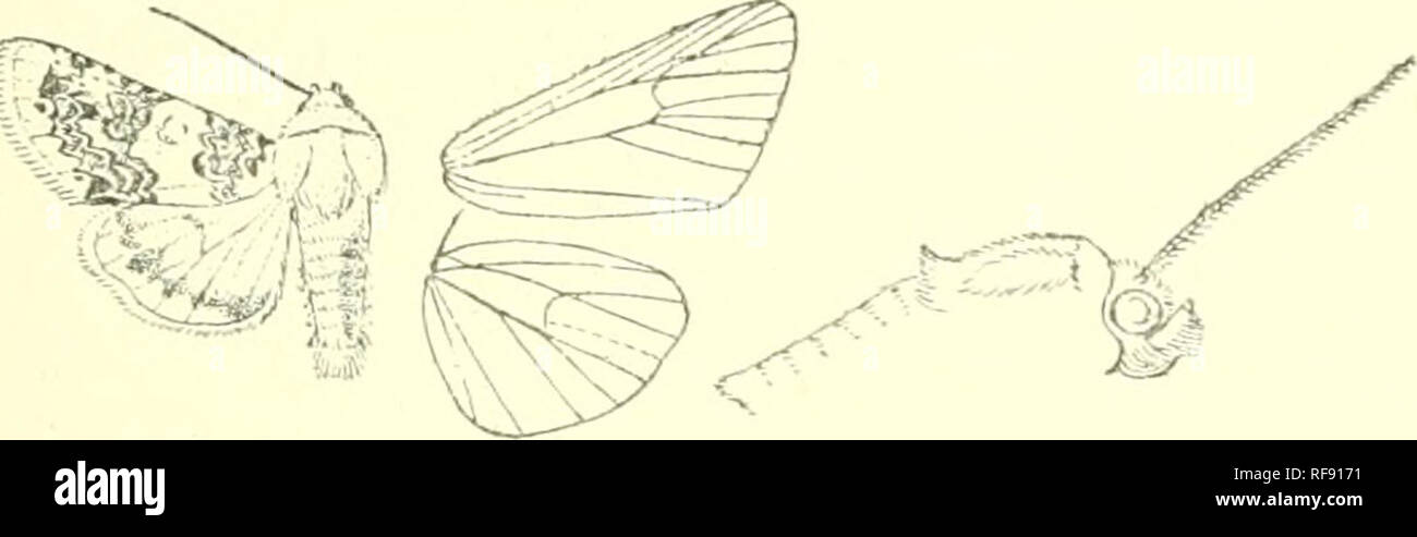 . Catalogue of Lepidoptera Phalaenae in the British Museum. Moths. 369 4820. Euterpia laudeti. Cleophana lauded. Boisd. Gen. &amp; Ind. Meth. p. 152(1840); Dup. Lep. Fi-., Suppl. iv. p. 391, pi. 82. f. 1; Fr. Neue Beitr. pi. 395. f. 1 ; Herr.- Schaff. Eur. Schniett, Noct. ff. 228-9; Mill. Icones, iii. pi. 128. ff. 1-4; 8taud. Cat. Lep. pal. p. 224. Aconiia cretacea, Ev. Bull. Mosc. xx. 3, p. 80, pi. 6. f. 3 (1847), FAiterpia roseomarginata, G;ilb. Iris, iv. p. 44 (1891). Head and thorax pure white ; palpi fuscous except at extremity of 2nd joint; antennte tinged with luscous; tibiae at base an Stock Photo