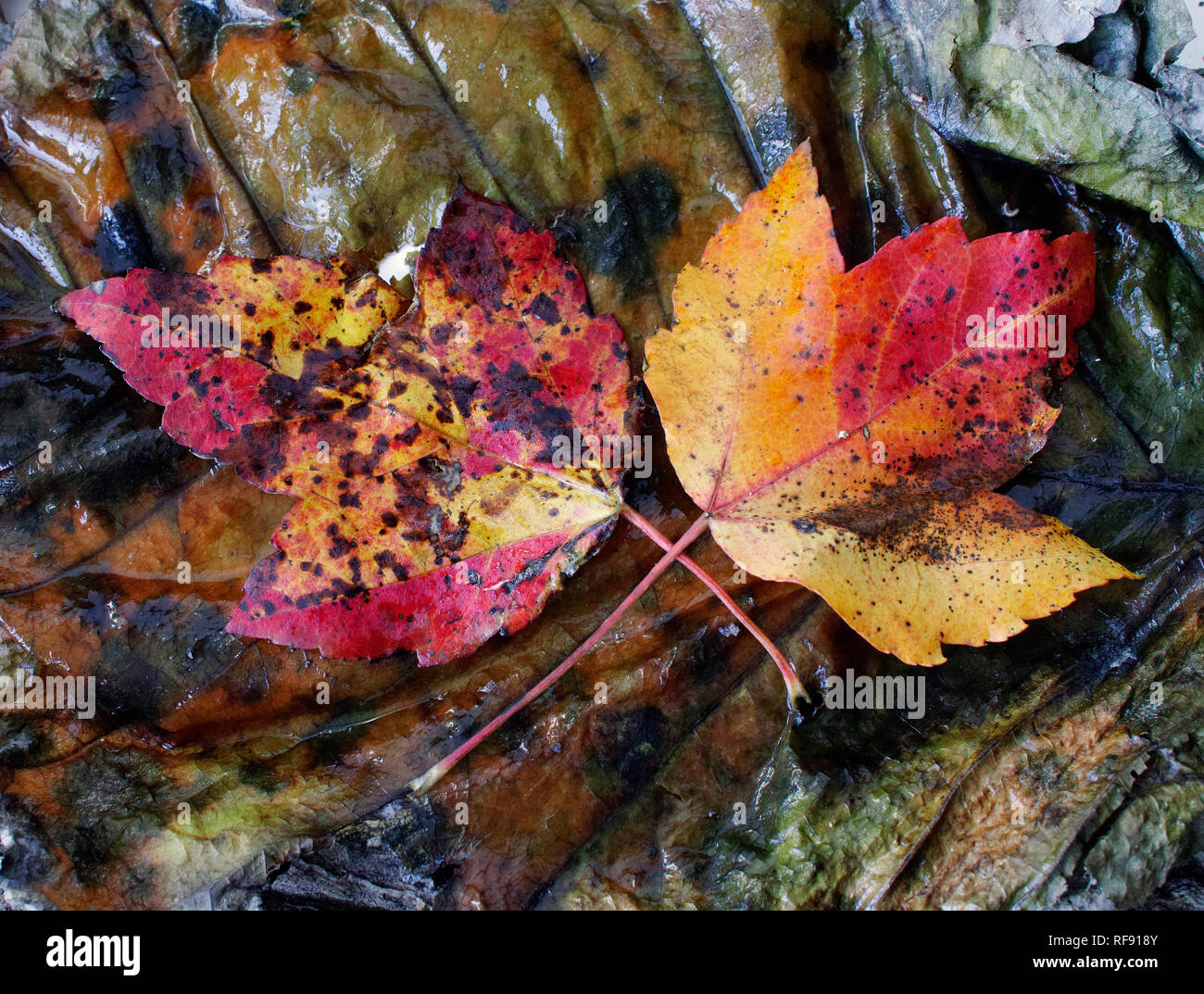 Autumn leaves on forest floor Stock Photo - Alamy