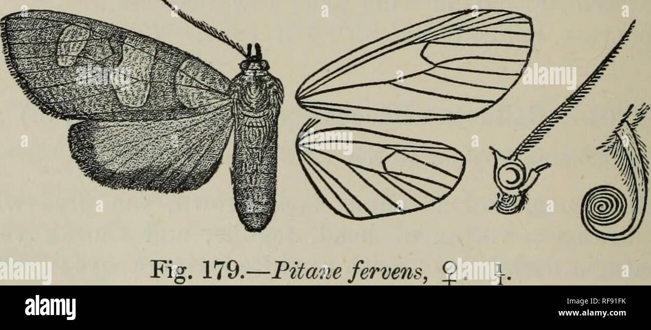 . Catalogue of the Lepidoptera Phalænæ in the British Museum. British Museum (Natural History). Dept. of Zoology; Moths; Lepidoptera. 438 AECTIADJE. 2015. Calidota morosa. (Plate XLIX. fig. 23.) Opkarus morosus, Schaus, P. Z. S. 1892, p. 282. &lt;S. Pale grey-brown; palpi, antennae, tibiae, and tarsi tinged with fuscous; abdomen whitish, the dorsum to 5th segment and segmental rings grey-brown. Eore wing with traces of oblique subbasal shade ; a prominent oblique medial shade from subcostal nervure to just below median nervure with semihyaline patches before and beyond it, the latter bounded b Stock Photo