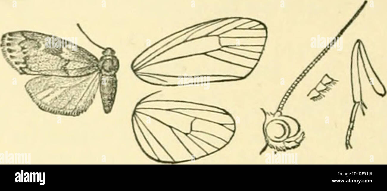Catalogue Of Lepidoptera Phalaenae In The British Museum Moths