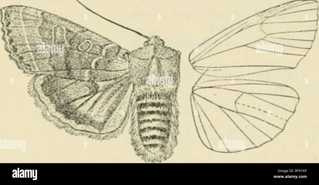 . Catalogue of Lepidoptera Phalaenae in the British Museum. Moths. 44S XOtlUJD.K. 2654. Conistra fragariae. BomliyxJra(fari(B. Esp. Selimett. iii. })1. H^. C. 3 (1780), &amp; Suppl. 3, p. 40 Staud. Ciit. Lej). pal. p. '3)ti. yiHiia dioiiiduca. Uorkli. Eur. Sclimett. iv. p. 113 (1792). ^octita iir/xiiKi. Ko.-&lt;si, Maiit. Faun. Etruria. ii. p. 1*3 (.1794) ; Iliibn. Eur. ISdunett., Koct. 11'. 1U4. G04. Ccruiifis i&lt;cni(iiia, Ocbs. Seliiiiett. Eur. iv. p. 8.&quot;) (1816); Frr. NeueBeiti-. pi. 435. Head and thorax rufous mixed &quot;with firey and dark brown ; anteiinai pale ochreous ; tcg'uUx Stock Photo