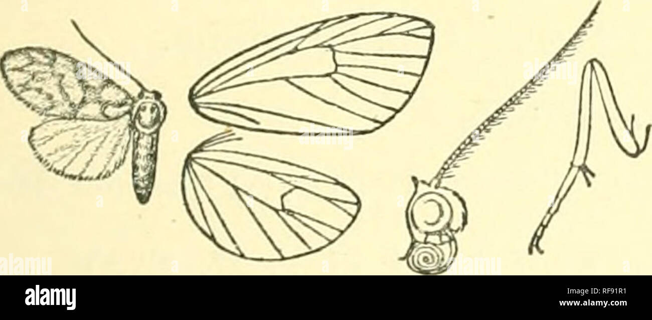 . Catalogue of Lepidoptera Phalaenae in the British Museum. Moths. Fig. ^^S.—Tricholepis erubescens, cf. j. (From Moths Ind. vol.ii.) Lm^va thickly clothed with short brown hair. and mesothorax fuscous patches ; Genus GYMNASURA, nov. Type, G. sagincea. Proboscis fully dcTeloped; palpi porrect, not reaching beyond the frons, which is somewhat prorainent; antenna' of female with bristles and cilia; hind tibiaj with the medial spurs absent. Fore wing with vein 2 from middle of cell, oblique; 3 from well before angle ; 5 from well above angle; 6 from well below upper angle; 7, 8, 9 stalked, 7 from Stock Photo