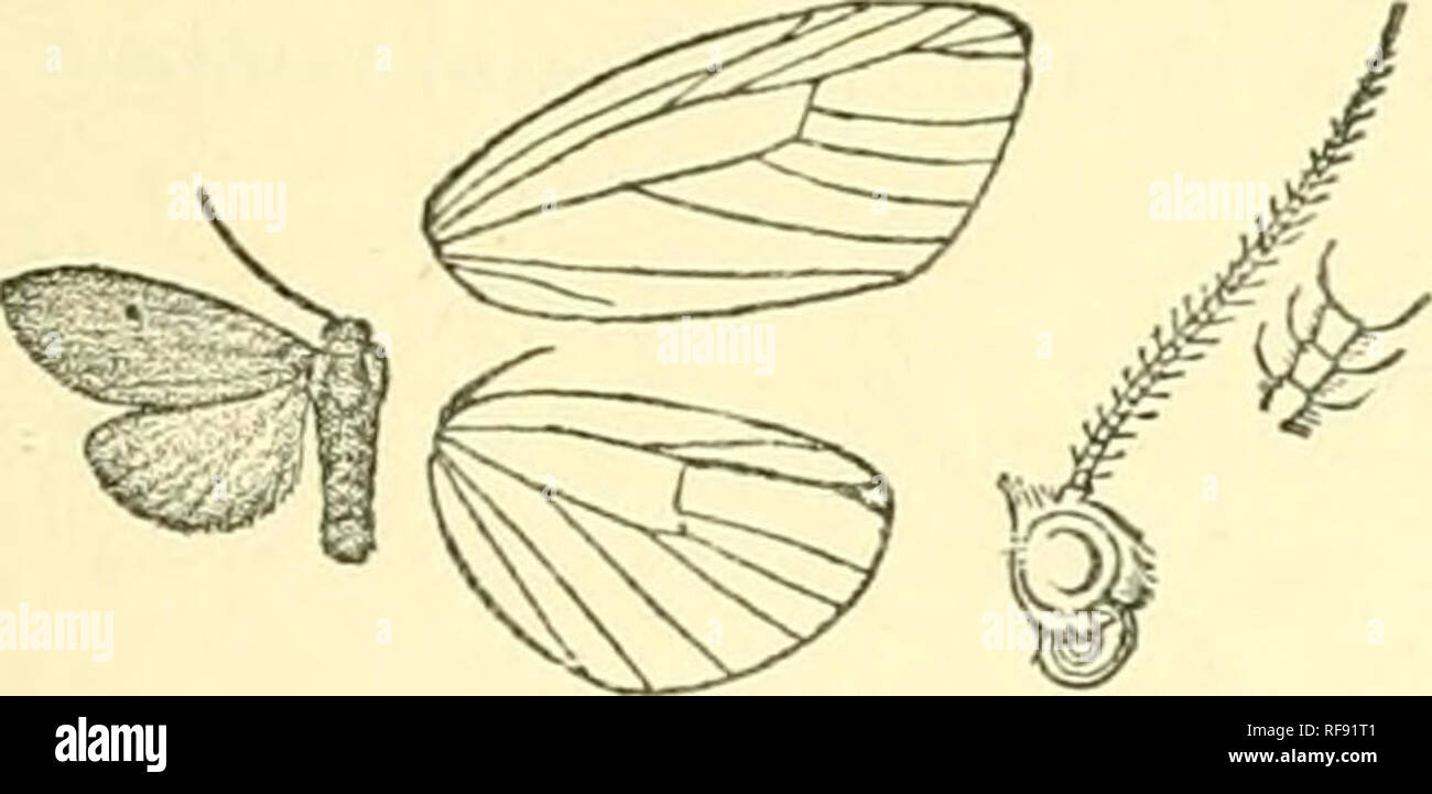 . Catalogue of Lepidoptera Phalaenae in the British Museum. Moths. HEASURA. ZTG-ENOSIA. 42.? Setina hipunctafa, Wlk. Journ. Linn. Soc, Zool. iii. p. 185 (1859); Kirby, Cat. Het. p. 361. S. Fulvous orange; antennae, fore legs, mid tibioe and tarsi, and extremity of hind tarsi fuscous. Fore wing with black points at base of cell and on discocellu- lars. Hind wing pale yellow. Underside of fore wing suffused with fuscous except margins. Hah. China, Foochow (L((&gt;/), 1 (S type ; Burma, llangoon (Scott), 2 c? ; Singapore, type f hijjunctata in Mus. Oxon. Exp. 18 millim. Sect. II. Fore wing with v Stock Photo
