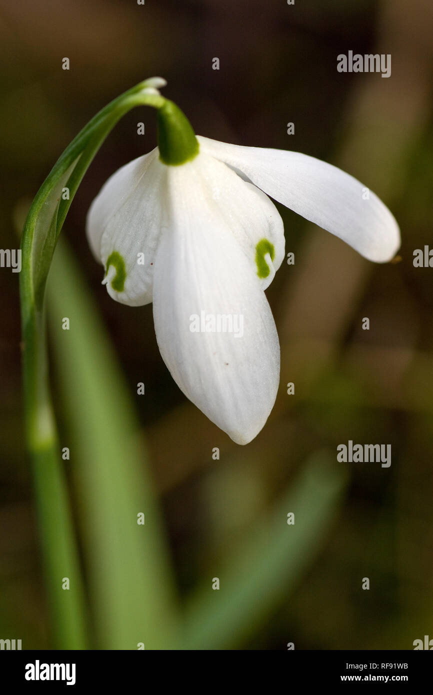 Snowdrop - macro close up Stock Photo