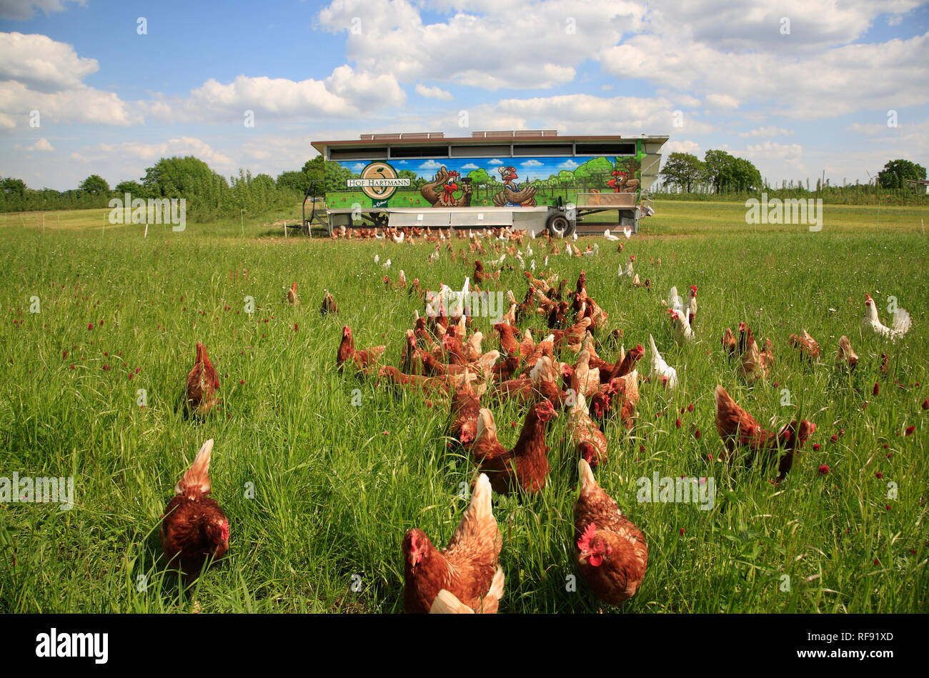 Free running chicken, Lüneburger Heide, Lower Saxony, Germany, Europe Stock Photo
