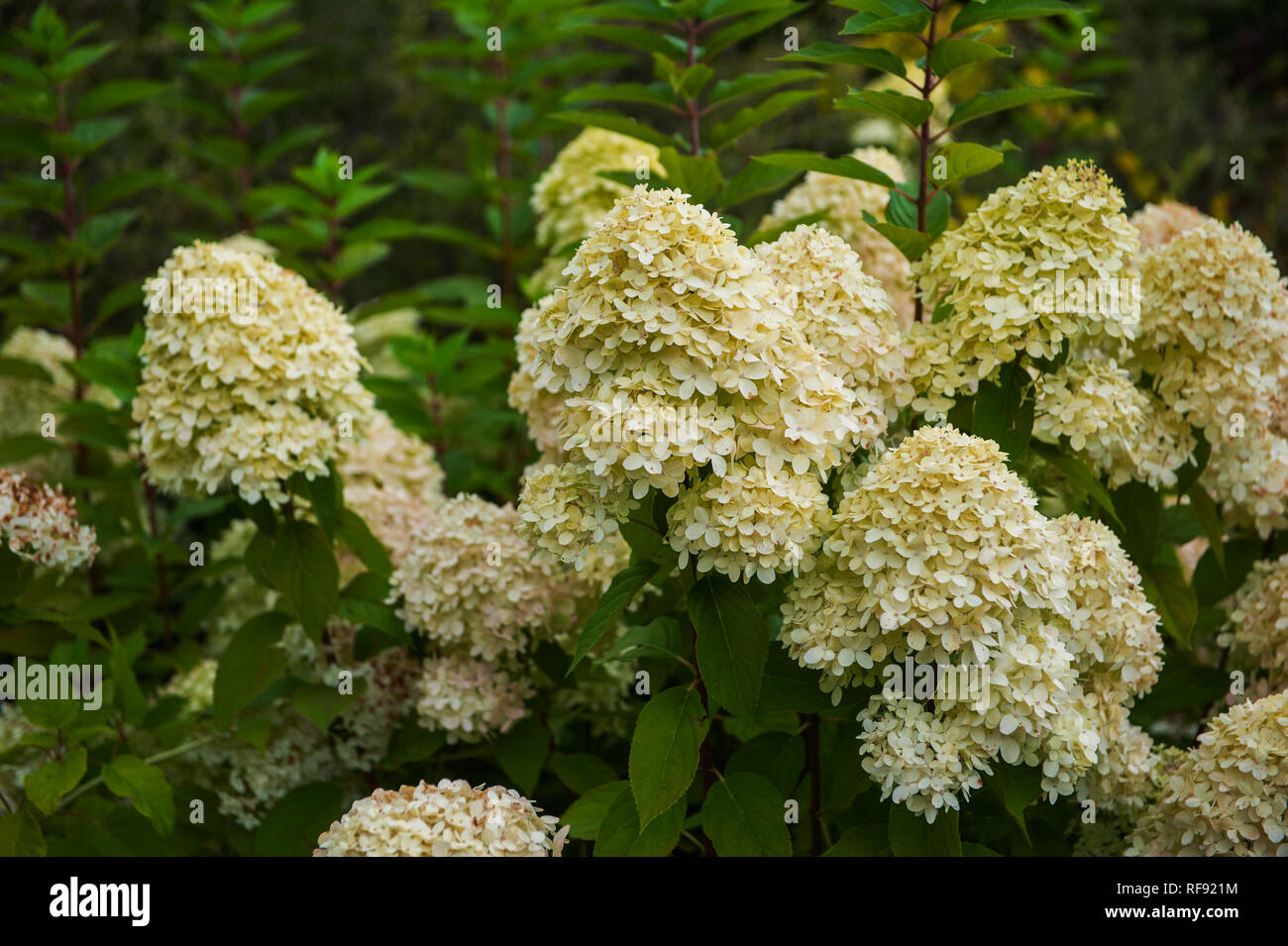 Beautiful Hydrangea flower Stock Photo