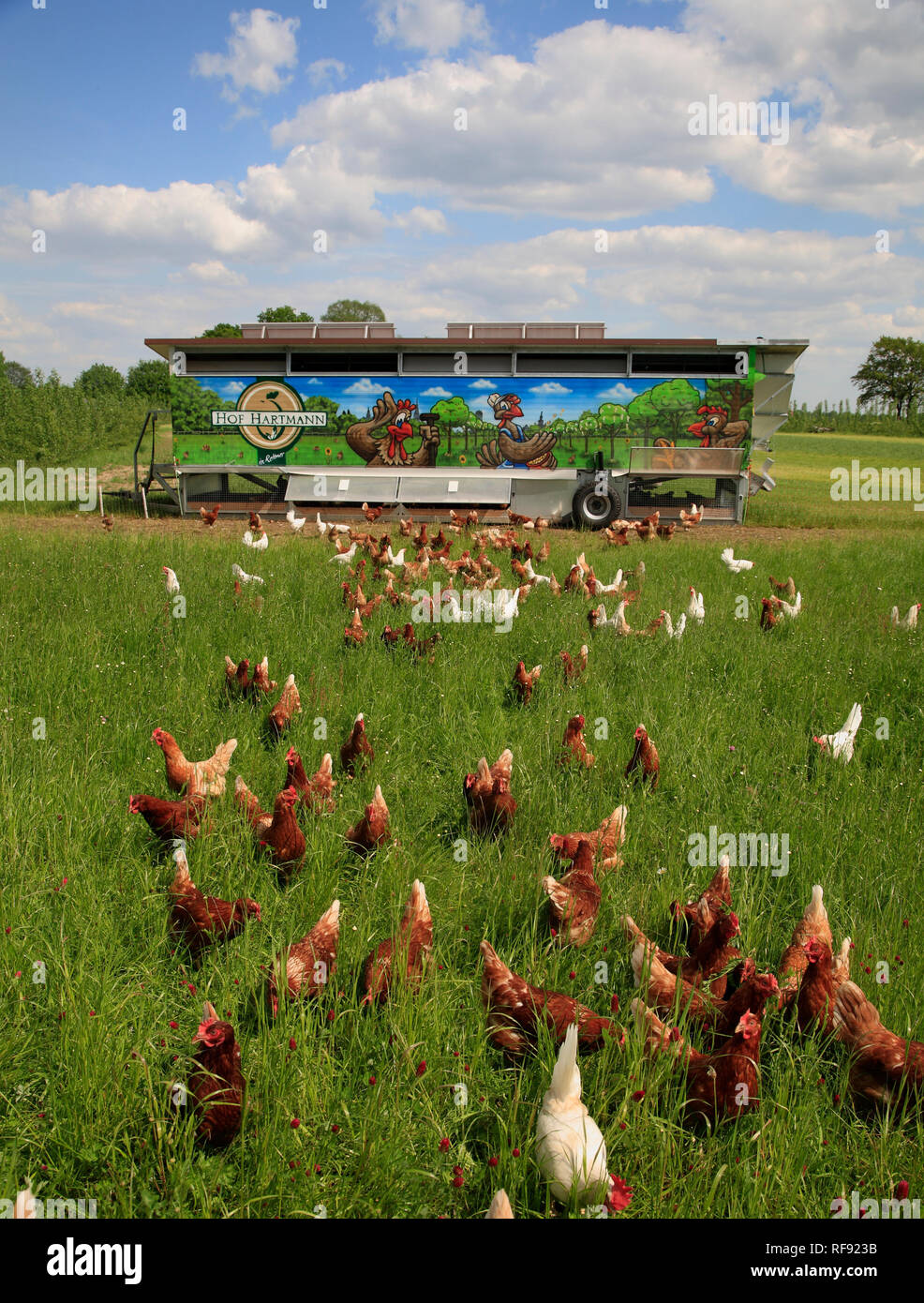 Free running chicken, Lüneburger Heide, Lower Saxony, Germany, Europe Stock Photo