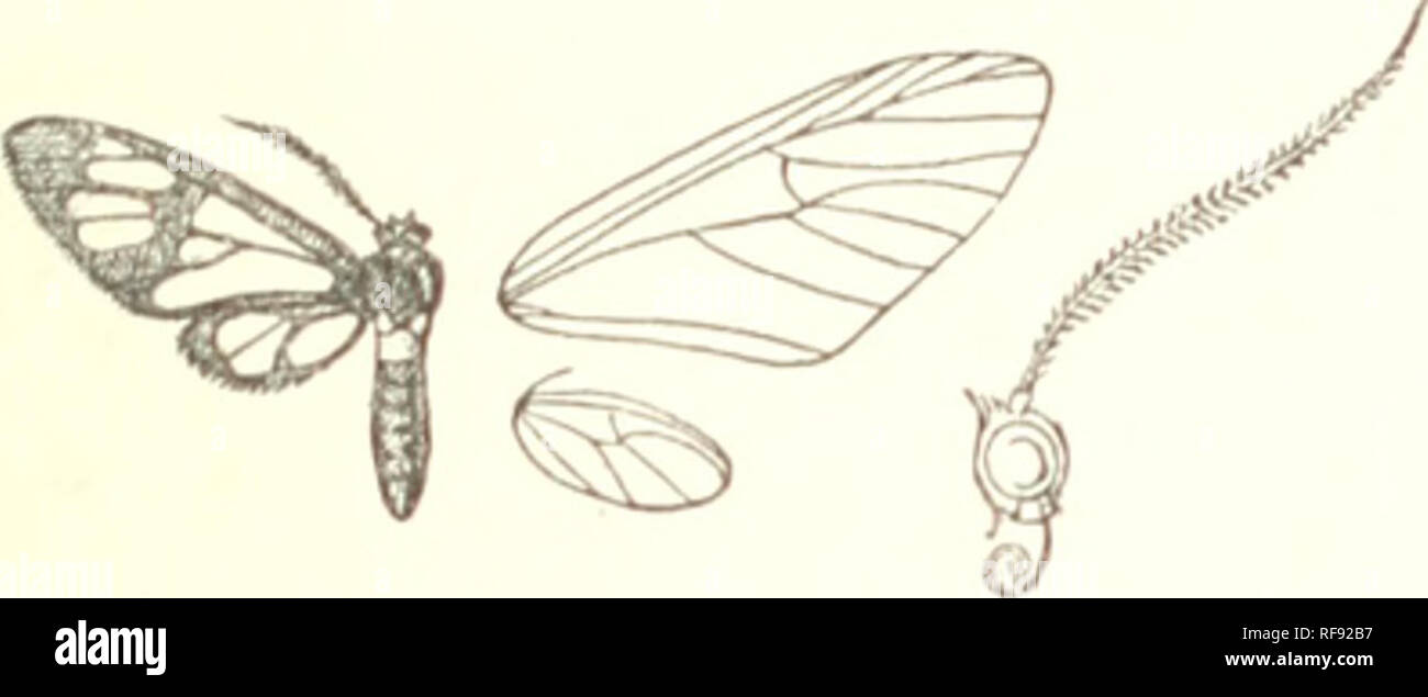 . Catalogue of the Lepidoptera Phalænæ in the British Museum. British Museum (Natural History). Dept. of Zoology; Moths; Lepidoptera. STNTOMIS. 63 elongate patch above vein 6 and spot above vein 7. Hind wing hyaline, the veins and margins narrowly black. Ab. 1. Fore wing with no spot above vein 2.—Andamans. Hah. MouLMEiN (C/er^'), type; Tenasserim, Dawnat Hills (De Niceville); Cambodia. {Mouhot). Type t hasWufa in Mus. Oxon. Eccp. 26-32 millim. 75. Syntomis thoracica. Pkacusa thoracica, Moore, A. M. N, H. (4) xx. p. 343 (1877); id. Lep. Ceyl. ii. p. 38, pi. 95. f. 7 ; Hmpsn. Moths Ind. i. p. 2 Stock Photo