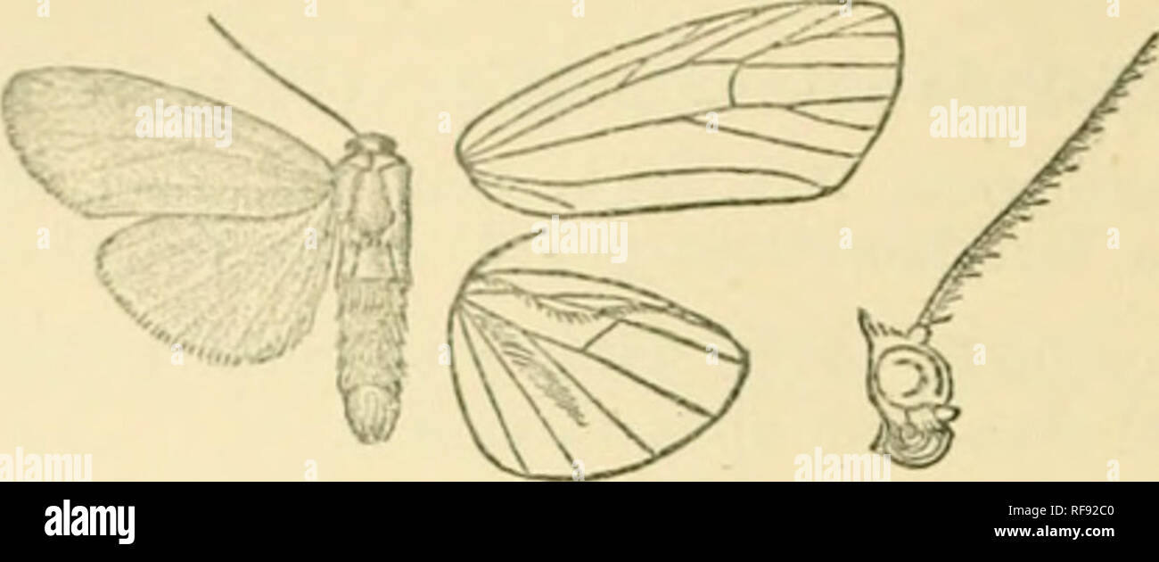 . Catalogue of Lepidoptera Phalaenae in the British Museum. Moths. lU ARCTIAD.E. Iluh. BoBNEO, Sara-svak {YoUace), 1 d, 1 5; Java (Horsjiehl), 1 $ type; Sa&gt;-gir {iJolicrti/), 2d, 1$; Bali {DolurUj), 1 J, 1$.. Fig. 54.—Kiskada sambara, cJ. }. Exp., S 36, $ 44 millim. Type t i/i/rtt-^a in Mus. Oxou.; typet chit/seola iu Coil. (Snellen. *215. Nishada xantlioloma. Lilhosia xantholoma, Snell. Tijd. v. Ent. xxii. p. 84, pi. 7. f. 6 (1879); Kirbj, Cat. Het. p. 332. $ . Black-brown ; head, tegulae, base of patagia, the greater part of legs, and ventral surface of abdomen orange. Fore wing Avith or Stock Photo