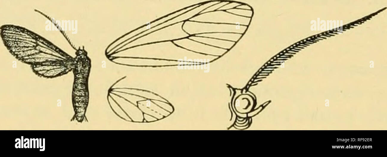 . Catalogue of the Lepidoptera Phalænæ in the British museum. Moths. 190 A MATURE. *G22a. Saurita lasiphlebia. (PlateX.fig-.il.) Saurita lasiph1 ebia, Dog-n. Ann. Soc. Ent. Belg-. 1. p. 180 (19)6). Saurita ciilicinu, Oberth. Et. Lep. Comp. vi. p. 329, pi. 127. f. 1131 (1912). $. Head, thorax, and abdomen black-brown. Fore wing hyaline, the veins and costa with strong black-brown streaks formed of hairy scales; a fine terminal black-brown line ; cilia brown. Hind wing hyaline, the veins black-brown ; the termen with fine black- brown line, some diffused brown at discal fold and a large patch be Stock Photo