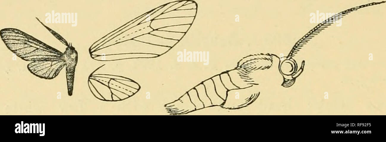 . Catalogue of the Lepidoptera PhalÃ¦nÃ¦ in the British museum. Moths. ISA' AMATIDJS. wing semihyaline black, the veins and margins narrowly black. Hind wing&quot; semihyaline black, the veins and margins narrowly black, the inner area clothed with black hair.. Fig. 23.â Saurita diaphana, cj â }â¢ Hah. S.E. Peru, Carabaza, St. Domingo, type f 6 in Coll. Dognin. Exp. 30 millim. *000 a. Saurita ochreiventris. (Plate IX. fig. 29.) Pseudom'ja ochreiventris, Dogn. Ann. Soc. Ent. Belg. xlvi. p. 227 (1902). Â§ . Head and thorax brown, 1st joint of palpi, spots on sides of frons, basal joint of antenn Stock Photo