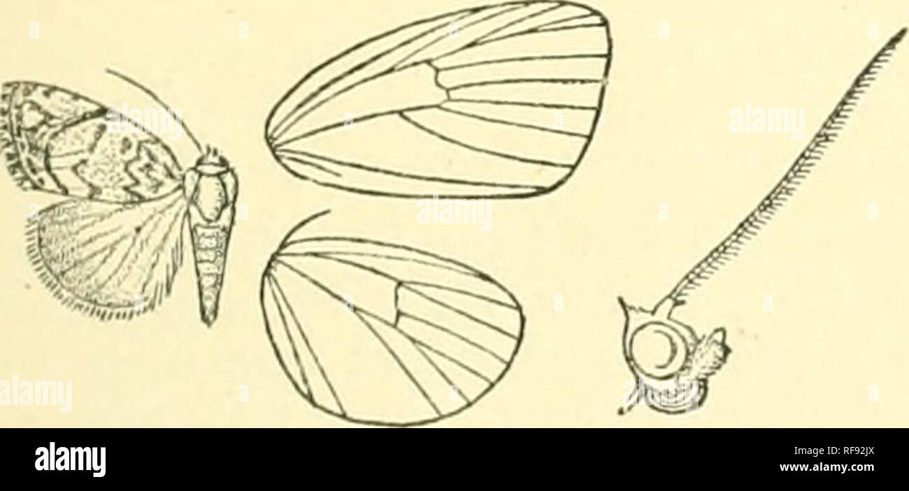 . Catalogue of Lepidoptera Phalaenae in the British Museum. Moths. Fig. 'i.—Melanographia tympanidis, (^. 6. Head and thorax white ; palpi and lower part of frons dee]) black ; legs black, grej', and white ; abdomen fuscous, with segmental white lines. Fore wing white from costa near base to torn lis, the apical half brown irrorated with black, with tufts of leaden scales on its inner edge; some tufts of black and leaden scales on costal area above end of cell; a small tri- angular blackish patch on inner margin beyond middle ; some dark marks forming traces of an irregular postmedial line ;  Stock Photo