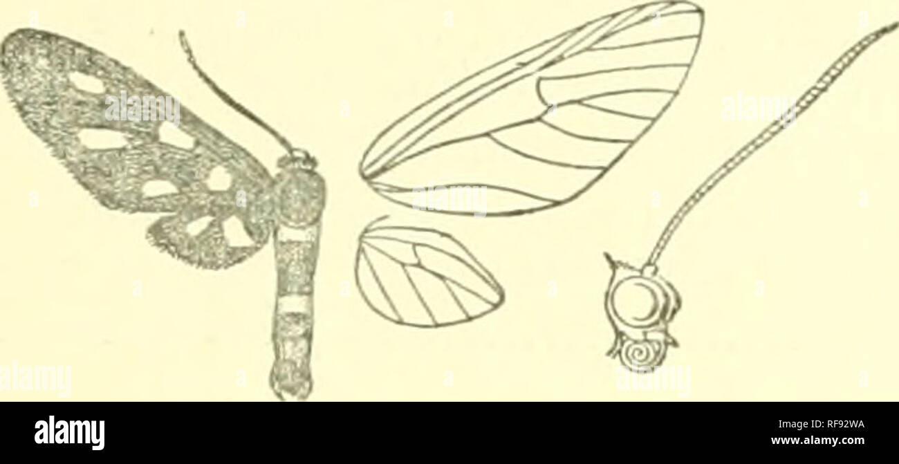 . Catalogue of Lepidoptera Phalaenae in the British Museum. Moths. SYNTOMIS. 61 71. Syntomis wallacei. Synfomis wallacei, Moore, P. Z. S. 1859. p. 198, pi. 60. f. G: Kirby, Cat. Het. p. 94. Black shot with purple; frons and tegulce yellow; antennae white at tips ; thorax with lateral 3'ellow patches, coxae with yellow spots ; tarsi with the 1st joint white; abdomen with seven orange bands. Fore wing with small round hyaline yellow spots below base and in end of cell, below vein 2, above 6, and between veins 3 and 4. Hind wing with hyaline yellow patch below the cell, becoming orange at inner m Stock Photo