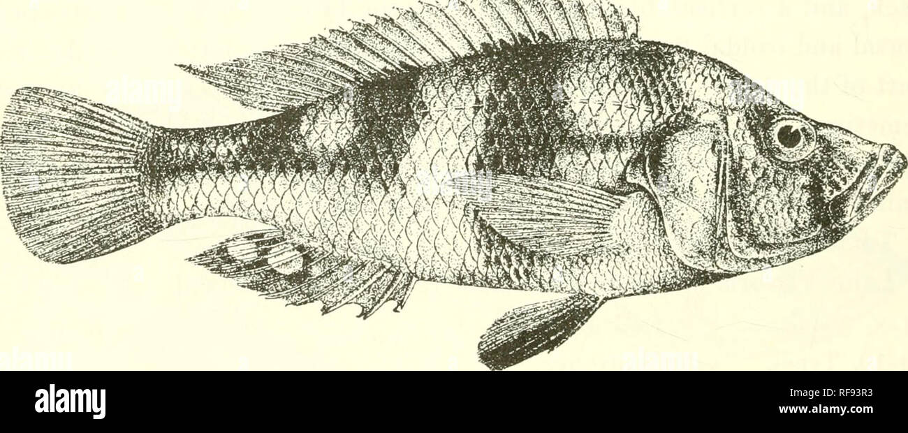 . Catalogue of the fresh-water fishes of Africa in the British Museum (Natural History). Fishes; Freshwater animals. 418 CICHLID.'E. 31. PELMATOCHROMIS FLAVIPINNIS. Bouleng. Ann. &amp; M;.a. N. H. (7) xvii. 190G, p. 441, ;ind Fhh. Nile, p. 448, pi. Ixxxix. fig. a (1907). Depth of body equal to length of head, 3 times in total length. Head large, slightly more than twice as long as broad, with concave upper profile; snout as long as broad, If times as long as eye, which is 5 times in length of head, 1^ times in interorbital widtli, and equals prrcorbital depth ; mouth oblique, not extending qui Stock Photo