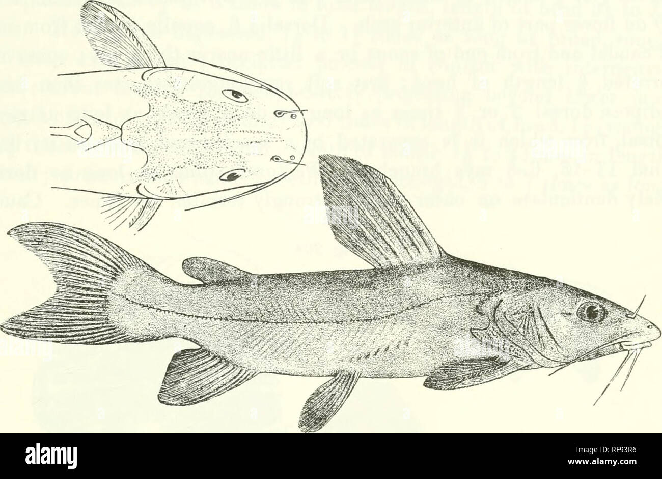 Serrated Lobes High Resolution Stock Photography And Images Alamy Like the xgboost python module, xgboost4j uses dmatrix to handle data. https www alamy com catalogue of the fresh water fishes of africa in the british museum natural history fishes freshwater animals cheysichthts 337 head very strongly serrated on inner border caudal deeply forked with pointed lobes outer rays about twice as long as middle rays fig 263 type i caudal peduncle if times as long as deep olive brown above white beneath total length 250 millim lake bangvvelu 1 type l bangwohi f h melland esq and father foulon 17 chrysichthys ornatus bouleng ann mus congo ii p 39 pi xi fig 2 1902 depth of body 4j to 5 times in total len image233155194 html