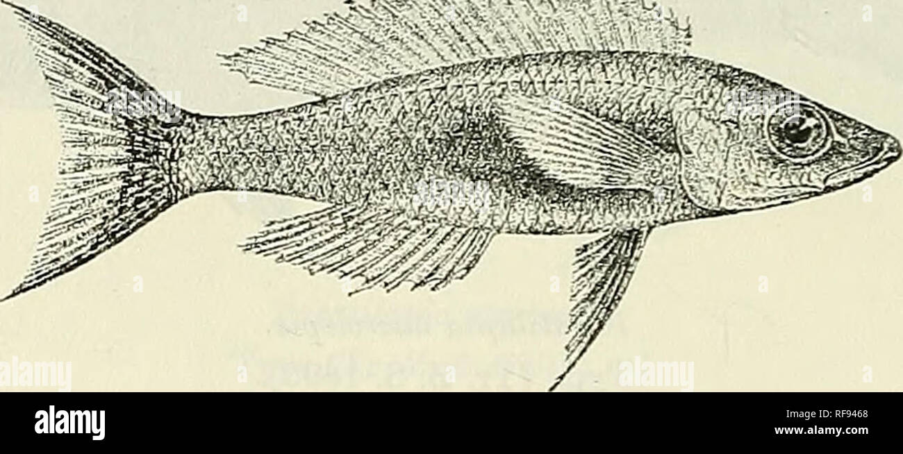 . Catalogue of the fresh-water fishes of Africa in the British Museum (Natural History). British Museum (Natural History); Fishes; Freshwater animals. 372 CICHLIDJL 51. PARATILAPIA LEPTOSOMA. Bouleng. Tr. Zool. Soc. xv. 1898, p. 14, pi. iii. fig. 4, and Poiss. Bass. Congo, p. 427 (1901) ; Pellegr. Mem. Soc. Zool. France, xvi. 1904, p. 271. Depth of body 4 to . times in total length, length of head 3 to 3J times. Head 1 to 1 times as long as broad, with straight or slightly concave upper profile; snout obtusely pointed, as long as broad, shorter than postocular part of head, as long as or a Stock Photo