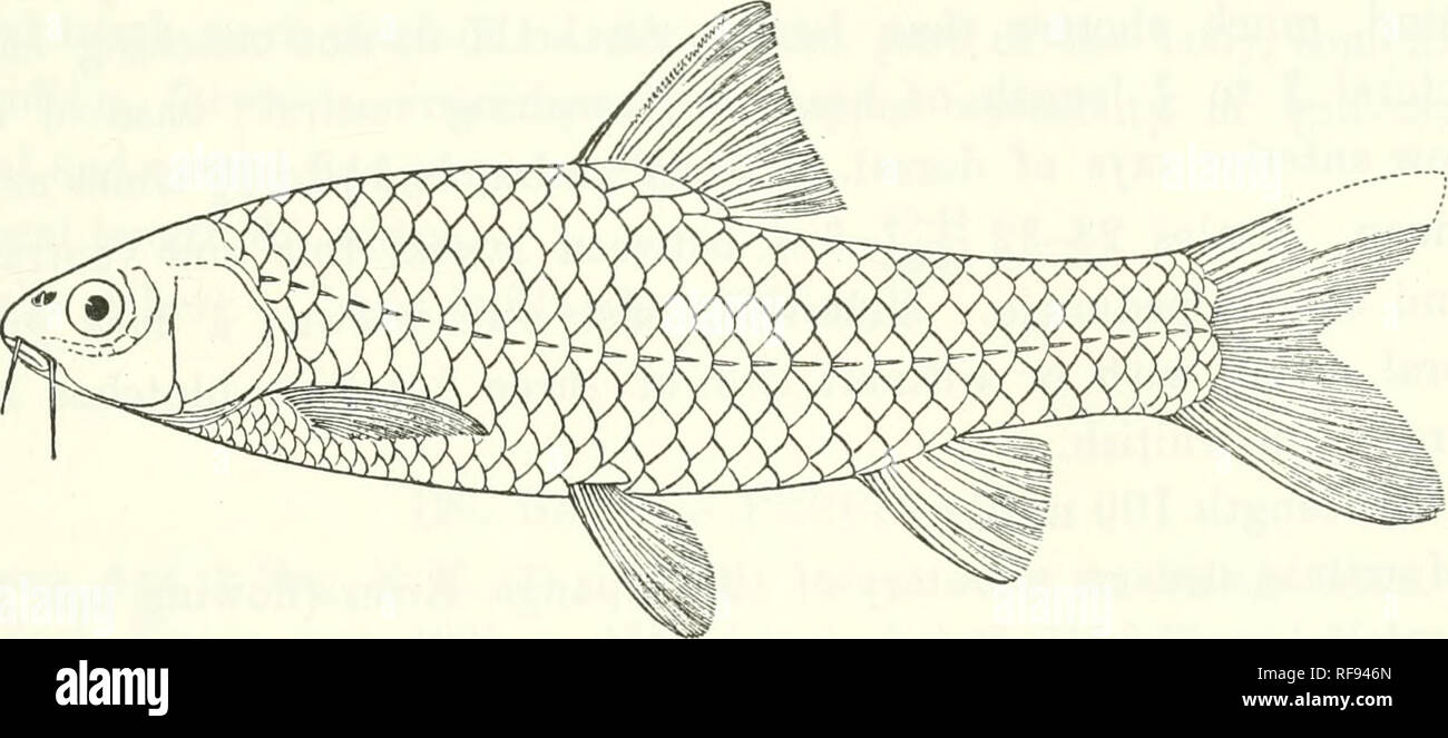 . Catalogue of the fresh-water fishes of Africa in the British Museum (Natural History). Fishes; Freshwater animals. BAEBUS. Total length 110 millim. Nairobi River (tributary of Atlii River), British East Africa. Fijr. 109.. Barbus nairoblensi^. Type. 1-4. Ad. &amp; hgr., types. Nairobi R., 3500 ft. A. Blayney Percival, Esq. (P.). 124. BARBUS PORTALI. Bouleng. Ann. &amp; Mag. N.H. (7) xviii. 190G, p. 36, and Fish. Nile, p. 243,.pi. xlv. fig. 2 (1907). Depth of body equal to length of head, 3| to 4 times in total length. Snout rounded, as long as (young) or longer than eye, which is 3^ to 4^ Fi Stock Photo