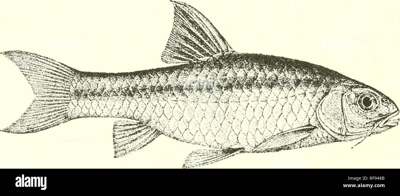 . Catalogue of the fresh-water fishes of Africa in the British Museum (Natural History). Fishes; Freshwater animals. 124 CYPRINID^. Total length 380 millim. Cape Colony. 1. Type, stuffed. 2. Hgr. 3. Skel. 4. Hgr. 5-6. Hgr. &amp; yg. W. Coast of Cape Colony Burg R., Paarl Division. Burg R., near Paarl. Burg R,, Wellington. Sir A. Smith (P.). South African Museum (E.). Dr. J. D. F. Gilchrist (P.). Mr. Seimund (C.) ; Col. Sloggett (P.). 112. BARBUS SERRIFER. Bouleng. Ann. &amp; Mag. N. H. (7) vi. 1000, p. 479, Poiss. Bass. Congo, p. 225 (1901), and Tr. Zool. Soc. xvi. 1901, p. 145, pi. xiv. fig.  Stock Photo