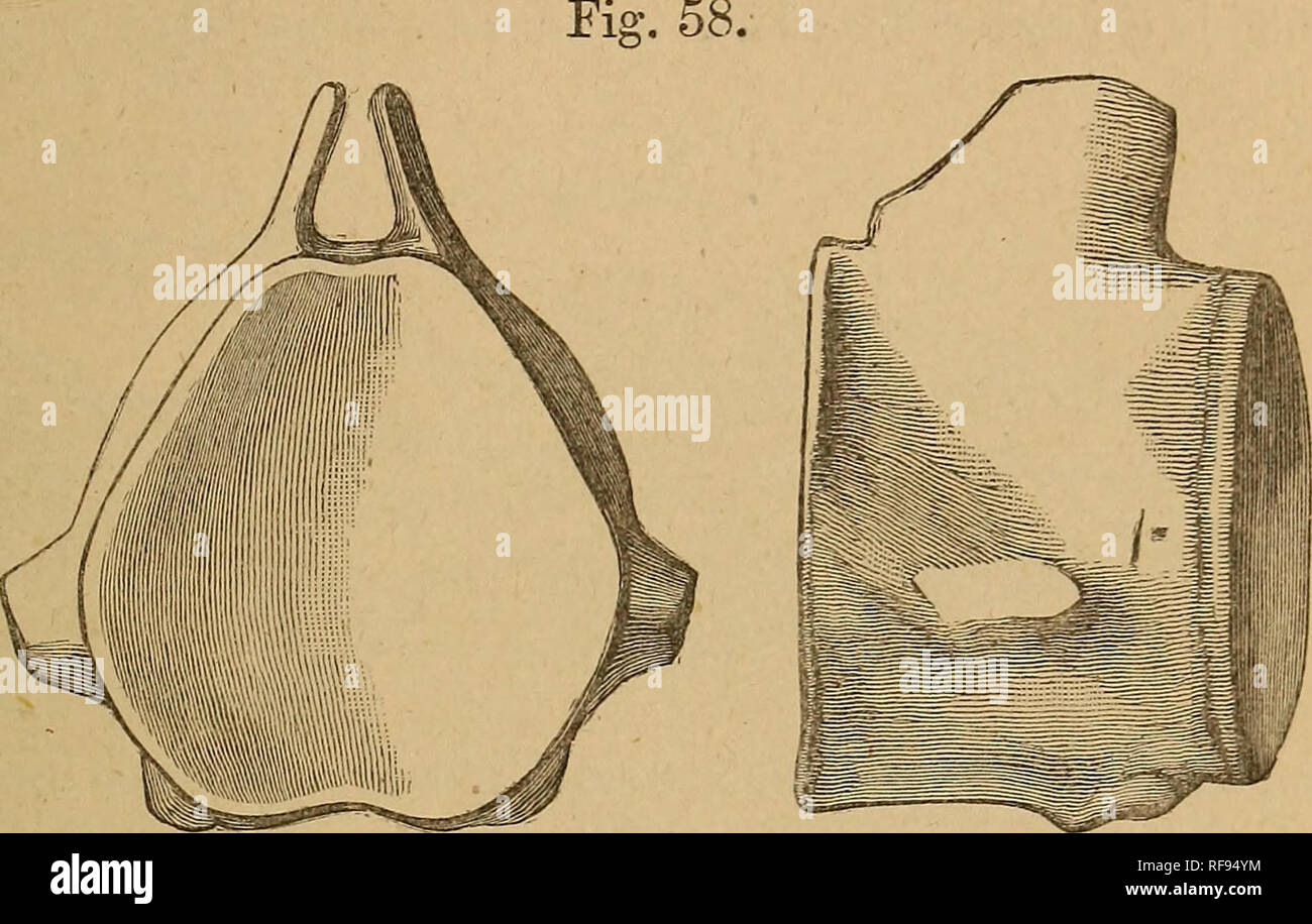 . Catalogue of the fossil Reptilia and Amphibia in the British Museum (Natural history) ... By Richard Lydekker ... Reptiles, Fossil; Amphibians, Fossil. MOSASAUEID^!. 269 35627. A posterior trunk vertebra. The matrix resembles that of No. 35635. 40982. The centrum of a larger posterior trunk vertebra. Presented by Sir C. Lyell, Bart, 1868.. Liodon, sp.—Anterior and left lateral aspect of an imperfect anterior caudal vertebra; from the Cretaceous of Alabama, f. The centrum of a large anterior caudal vertebra. The 35625. {Fig.) chevron-facets are well shown, and the specimen agrees closely with Stock Photo