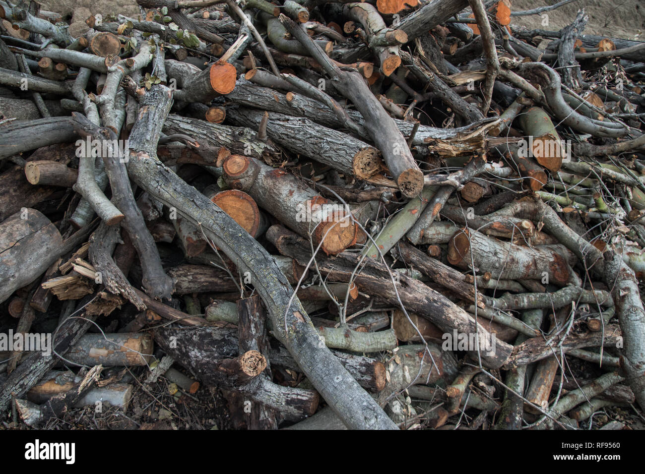 Several branches in a haphazard pile. Stock Photo