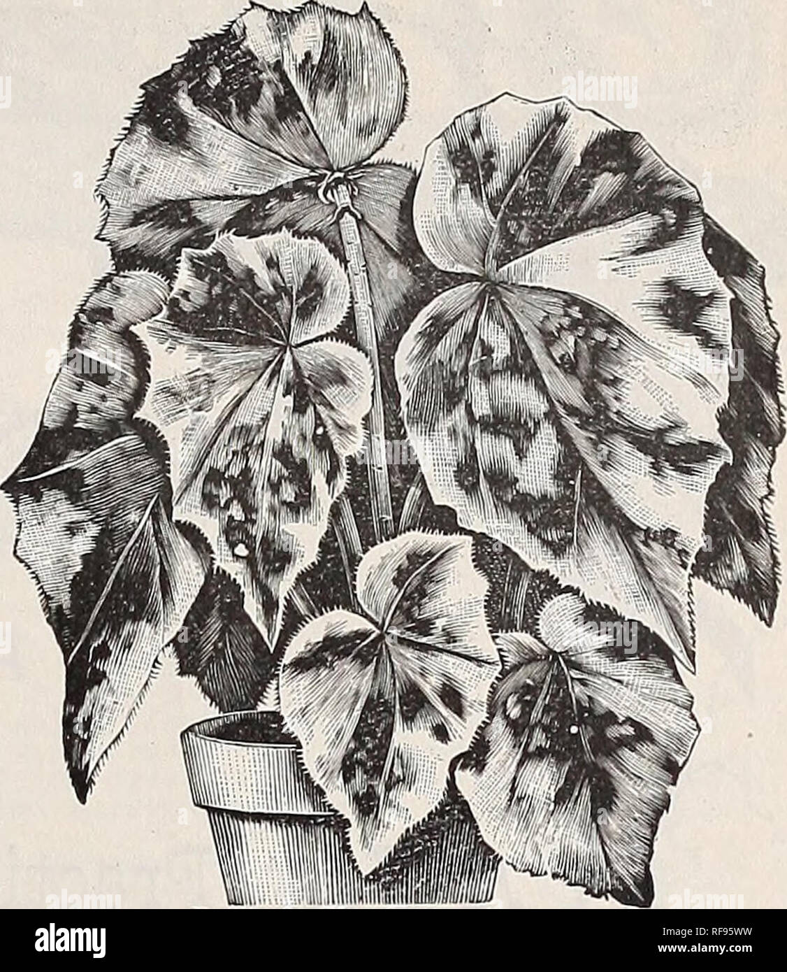 . [Catalogue of] Cottage Rose Garden, 1889. Nursery stock Ohio Catalogs; Flowers Catalogs. Begonia Argcutea Guttata. Begonia Argentea GuttataâThis beautiful sort has the silvery blotches of Alba Picta, and the grace and beauty of growth â of Olbia. It has purple bronze leaves, obiong in shape, with silv- ery markings, and in every way a most beautiful Begonia. It pro- duces white flowers in bunches on ends of growth stems. It will be splendid for house culture. Illustration gives a good idea of its habit and form, see cut. 75 cents each. Ready in March. Begonia Countess Xioulse ErdodyâThis is  Stock Photo