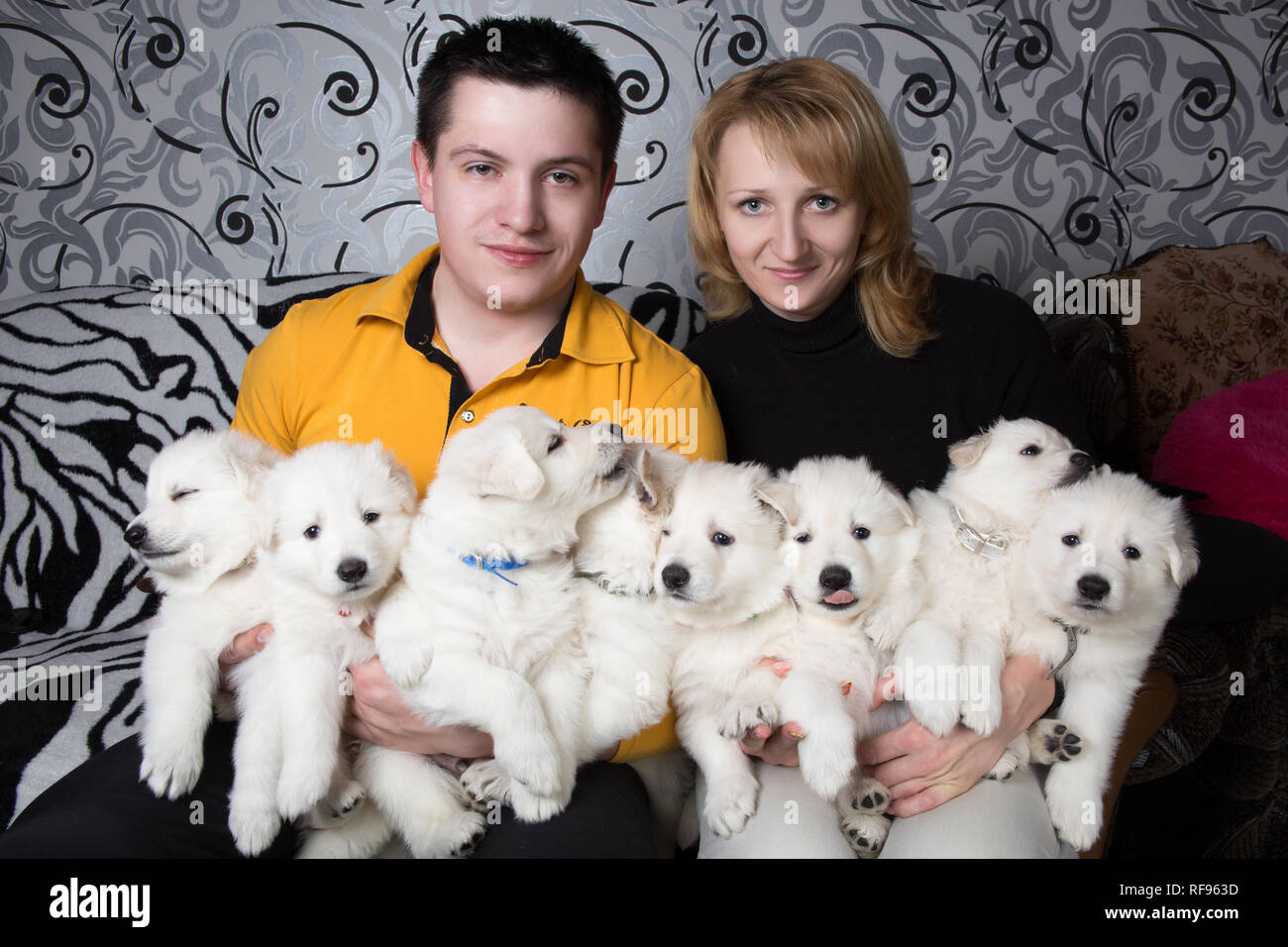 Dog breeders are holding eight puppies white Swiss Shepherd Stock Photo