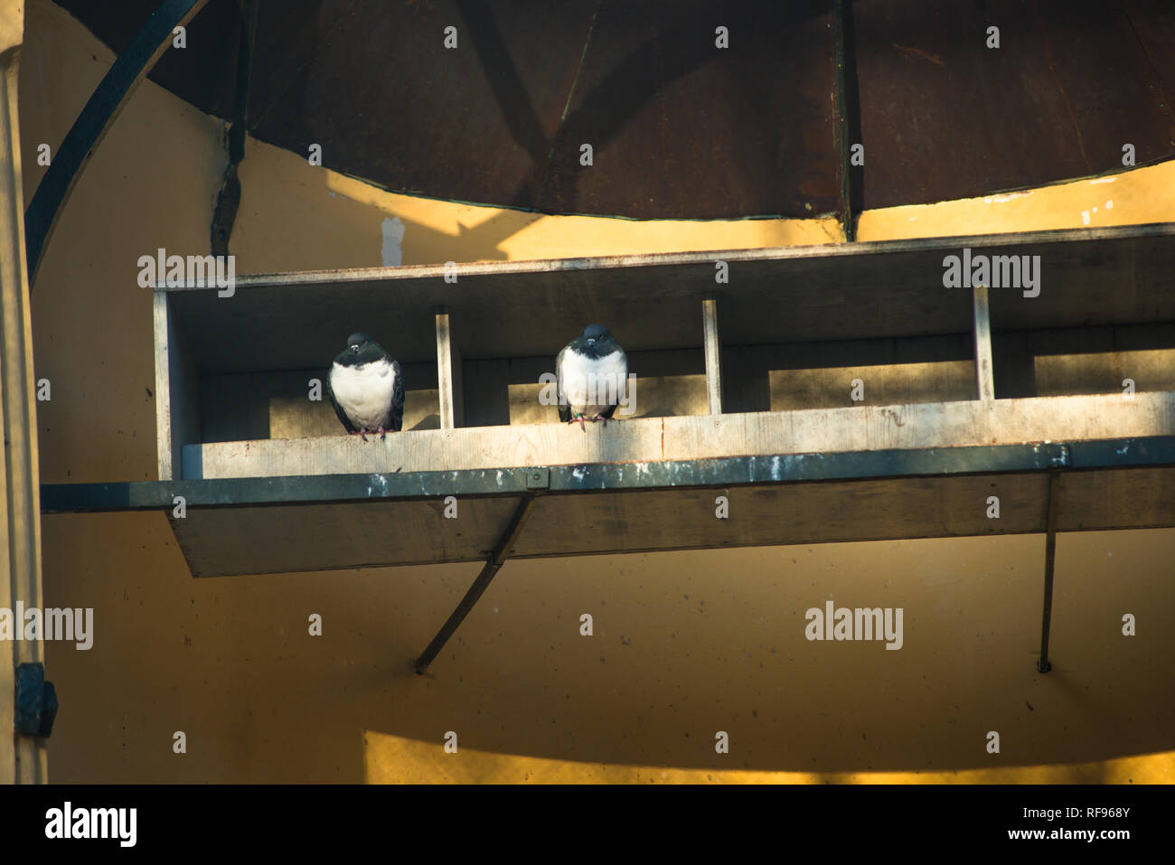 The columbary (Dovecote or pigeon loft) at the Schloss Schönbrunn (Schönbrunn Palace) was built between 1750-1755, Vienna. Austria. Stock Photo