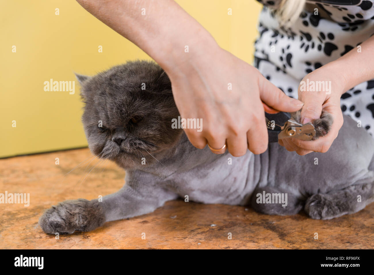 Woman cut domestic cat claws hi-res stock photography and images - Alamy