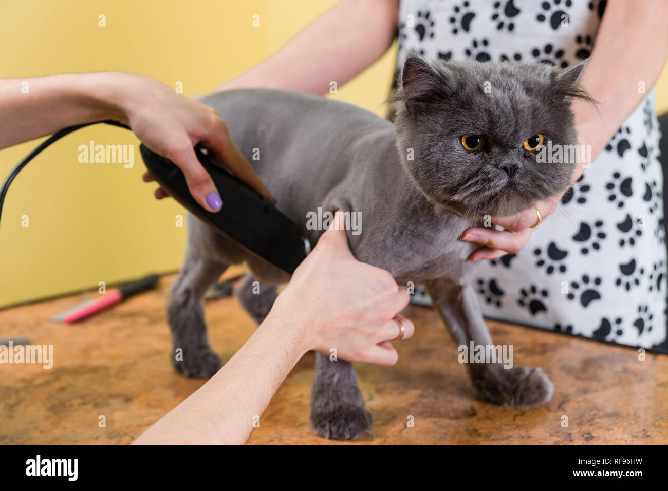 Cat grooming in pet beauty salon. The wizard uses the trimmer for