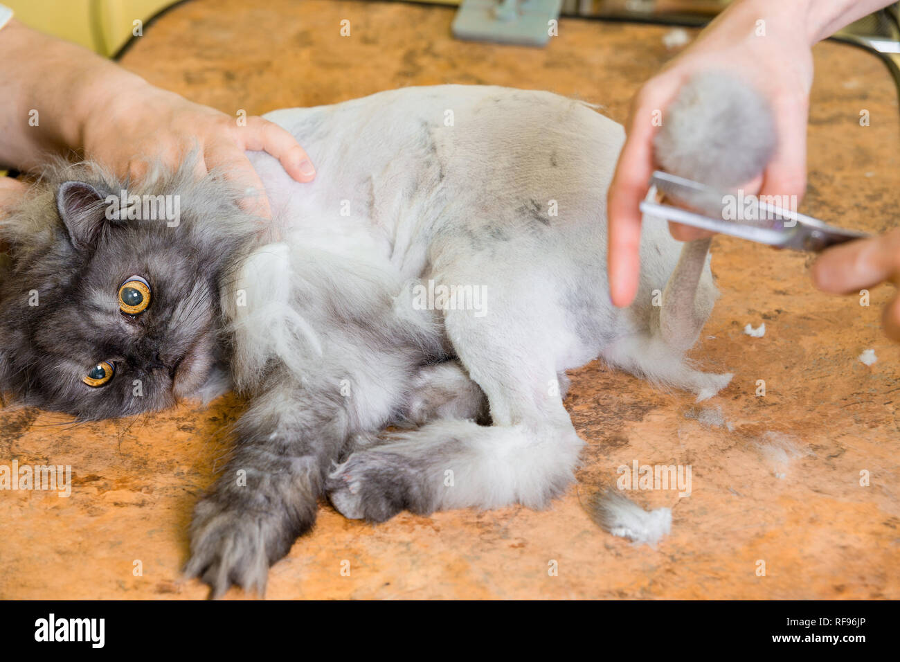 cat salon