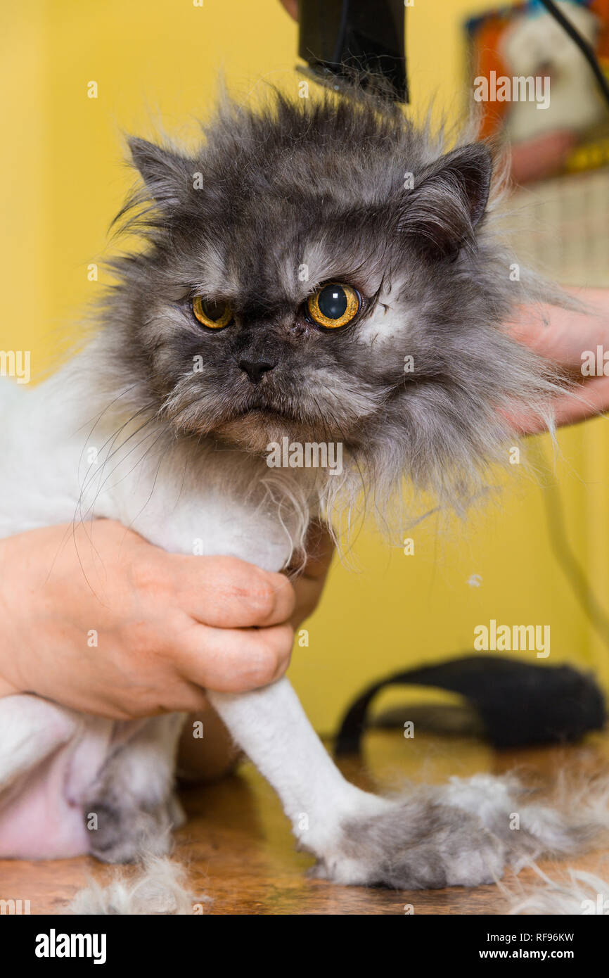 Persian cat hair trimmer sales