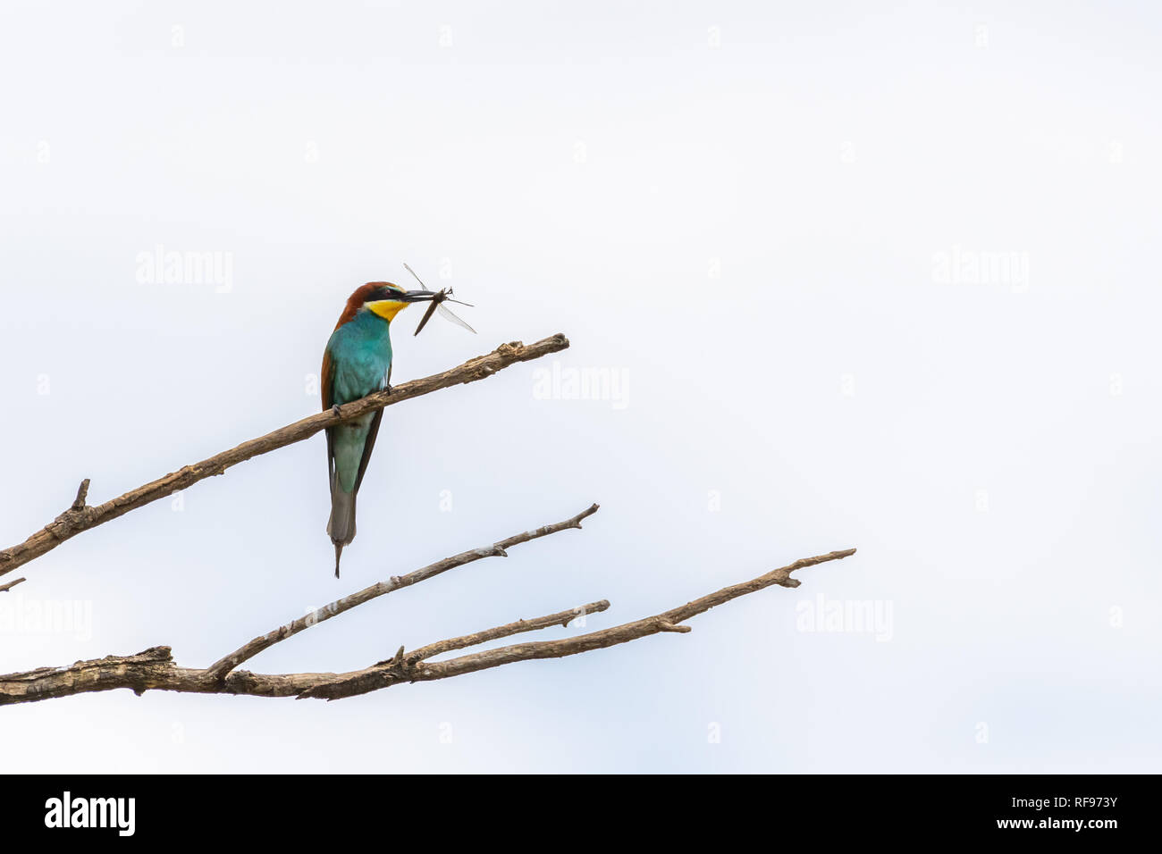 A European bee-eater (Merops apiaster) resting on a tree, dragonfly in beak, Austria Stock Photo