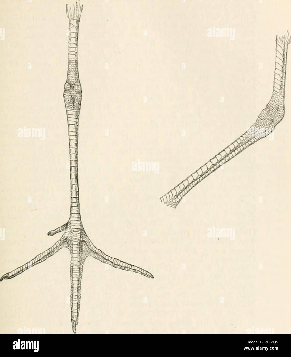 Catalogue of the Birds in the British Museum. 53. 481. Foot of Glottis  nebularius, to show the scaling of the tarsus. 1. Glottis nebularius. The  Green leg'd Horseman or Female Totano,