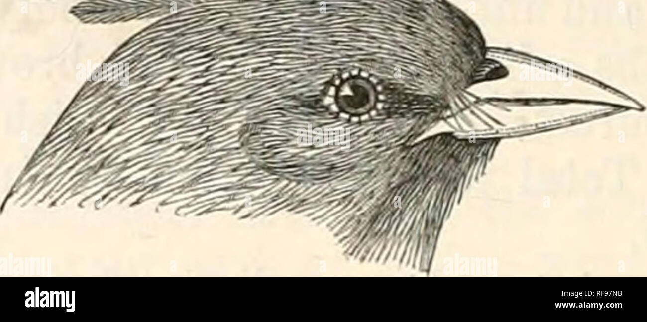 . Catalogue of the Birds in the British Museum. 568 FRINGILLIDA 56. MELOPHUS. w Type. Melophus, Swains. Classif. B. ii. p. 290 (1837). M. melanicterus.. Head of Melophus melanicterus. Range. Coincident with that of the species. 1. Melophus melanicterus. Moineau de Macao, Daubent. PI. Enl. iv. pi. 224. fig. 1; Month. Hist. Nat. Ois. iii. p. 486 (1775). Black and Orange Finch, Lath. Gen. Syn. ii. pt. i. p. 268 (1783). Fringilla melanictera, Gm. Syst. Nat. i. p. 910 (1788). Emberiza erythroptera, Jard. Sf Selby, III. Orn. pi. 132 (1825-39). Emberiza cristata, Vigors, P. Z. S. 1831, p. 35; Sykes,  Stock Photo