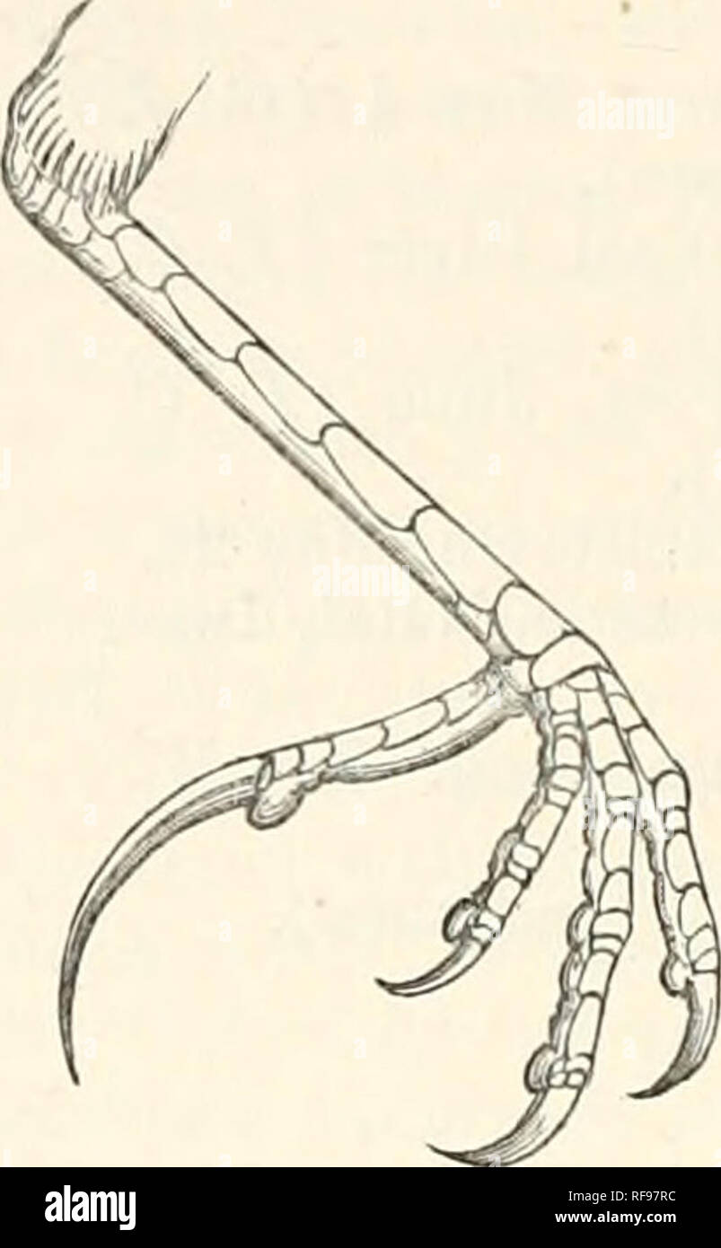 . Catalogue of the Birds in the British Museum. 556 MOTACILLID^. Anthus cinnamomeus (nee Rilpp.), Gray, Hand-l. B. i. p. 251, no. 3636 (1869); Layard, Ibis, 1871, p. 228. Authus pyrrhonotus, Gurnet/, Ibis, 1871, p. 150; Layard, t. c. p. 228 ; Gurn»i/, in Anderss. B. Dam. Id. p. 113 (1872); Bueldey, Ibis, 187i, p. 384; Shellei/, Ibis, 1875, p. 75; Ayres, Ibis, 1876, p. 246; Sharpe, in Oates Matabele Land, ^^j/j.'p. 317 (1881); Shelkii, P. Z. S. 1881, p. 573; Butler, Feilden, ^ Reid, Zool. 1882, p. 336; Shellei/, Ibis, 1882, p. 349, 1883, p, 543. Antlius erythronotiis, Shatpe, Cat. Afr. B. p. 7 Stock Photo