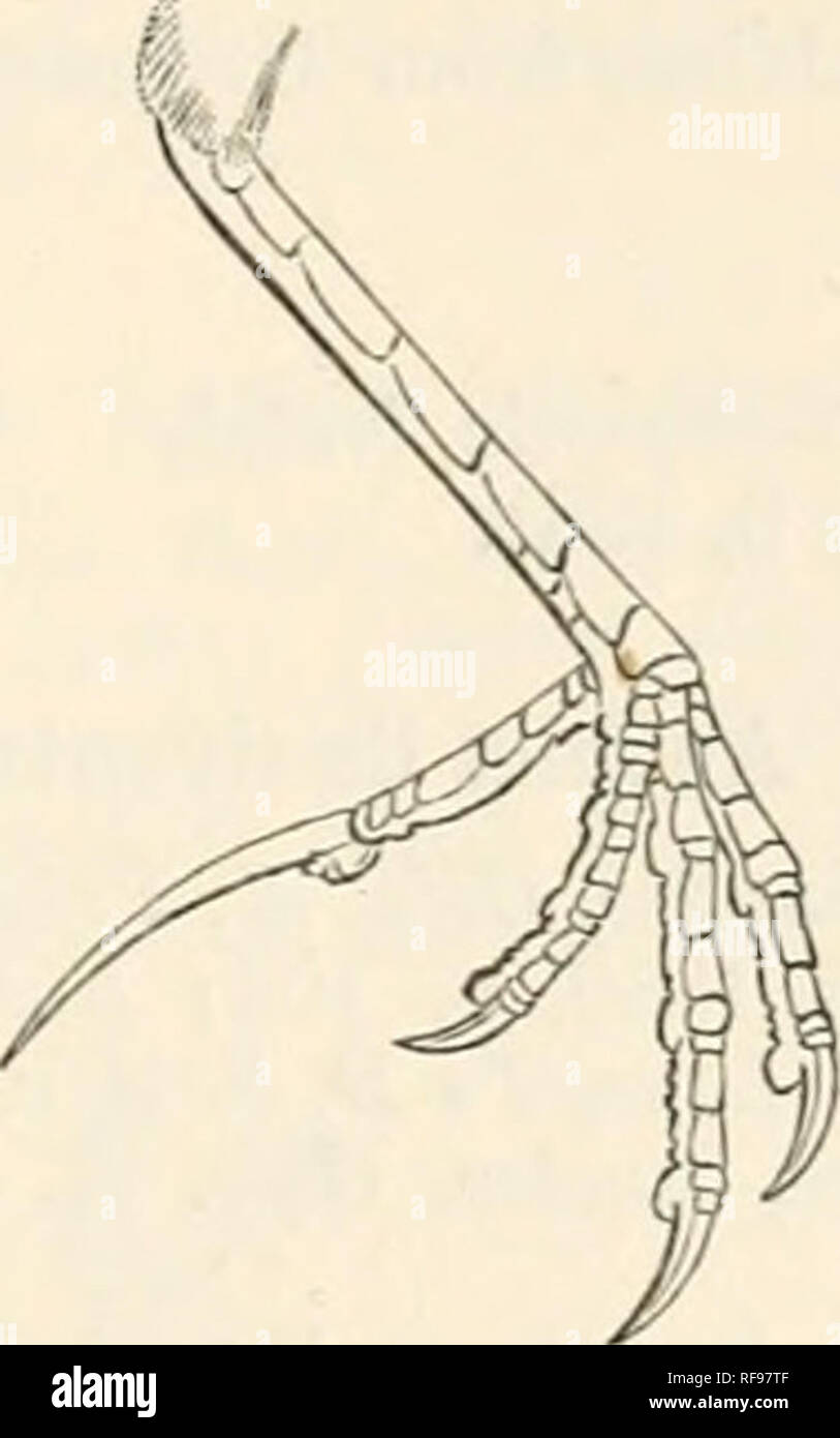 . Catalogue of the Birds in the British Museum. 3. ANTHUS. 539 1. Anthus chloris. Anthus chloris, Licht. Verz. Samml. Kafernl. p. 13 (1842) ; id. Xumencl. Av.^. 38 (1854); Bp. Consp.i. p. 248 (18-54); Gray, Haiul-l. B. i. p. 250, no. 3639 (1869); Finsch l^- HartL Vdg. Ostafr. p. 276, note (1870) ; S/iarpe, ed. Laijard's B. S. Afr. p. 541 (1884). C^Tiaedium chloris, Sundev. CEfv. K, Vet.-Akad. Fdrh. Stockh. 1850, &quot;p. 100. Anthus limoneUus (lapsu), Hartl. Ibis, 1832, p. 147. Anthus butleri, Shelley, P. Z. S. 1882. p. 336, pi. 18; Butler, Feilden, iSf Reid, Zool. 1882, p. 336.. Foot of Anthu Stock Photo