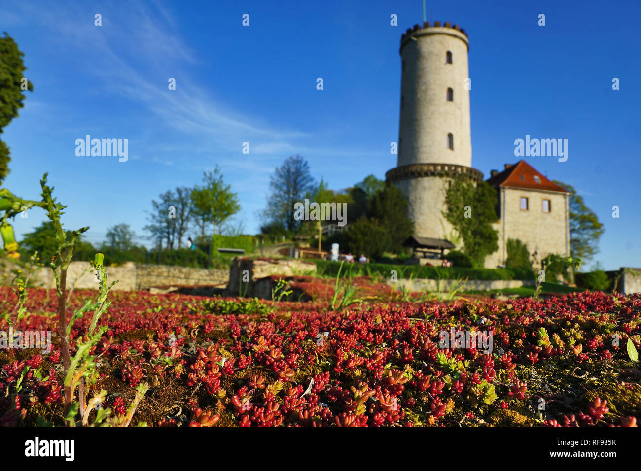Sparrenburg in Bielefeld with red flowers, Germany Stock Photo