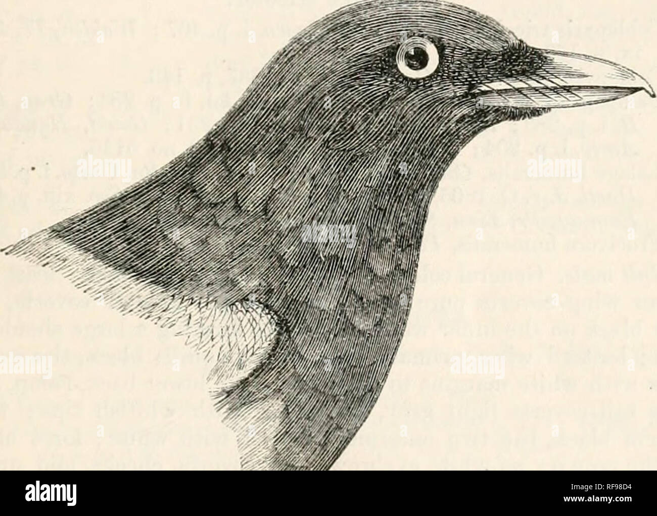 . Catalogue of the Birds in the British Museum. 9. LALAGE. 91 d. J ail. sk. Tvavaufore. Capt. BickUiljili [C.]. «, f-d^adsk. Mysore. Capt.C.H.T. Marshall [P.]. (/.' 2 ad. sk. 'ingorla, Jan. 1809. Colonel Sturt [P.]. 'h. d&quot; ad. sk. Mahabaleshwur Hills. Colonel Sturt [P.! &gt;j- 6 $ ad.sk. NevaraEliya,Ceylon. Mr. E. Boate [C.J. h. cS ad. sk. Ceylon. Huorh Ciiminf^, Esq. [C.]. /. J ad., «i. d&quot;.i nv.sk. Central Provinces, A. Whyte, Esq. [C.]. Ceylon. Subsp. a. Lalage melanothorax. Similar to L. s^j/lrsi, but with a very much larger bill; the whole head and neck and the throat and ches Stock Photo